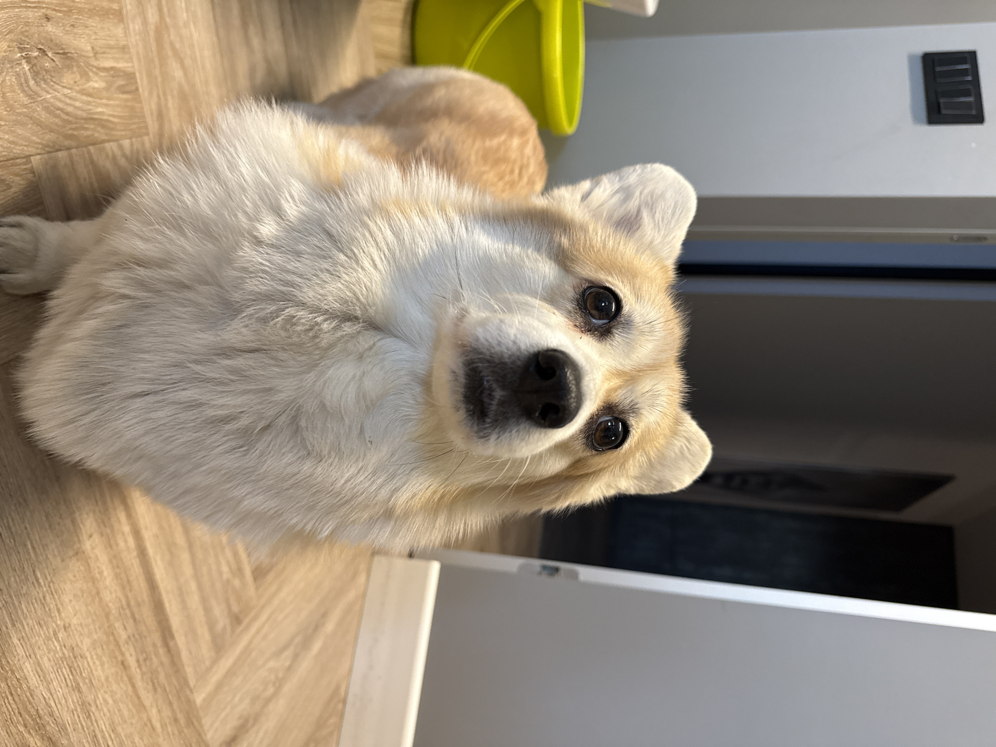 A light-furred, medium-sized dog with a white and tan coat is lying on a light-colored wood floor. The dog is looking up and slightly to the left, its black nose and dark eyes are visible. A green container is behind the dog's head. Part of a white wall or cabinet is visible in the foreground. A black electrical outlet is on the wall in the background. The photo was taken indoors. I cannot determine if this photo was taken in Krasnoyarsk, Russia.