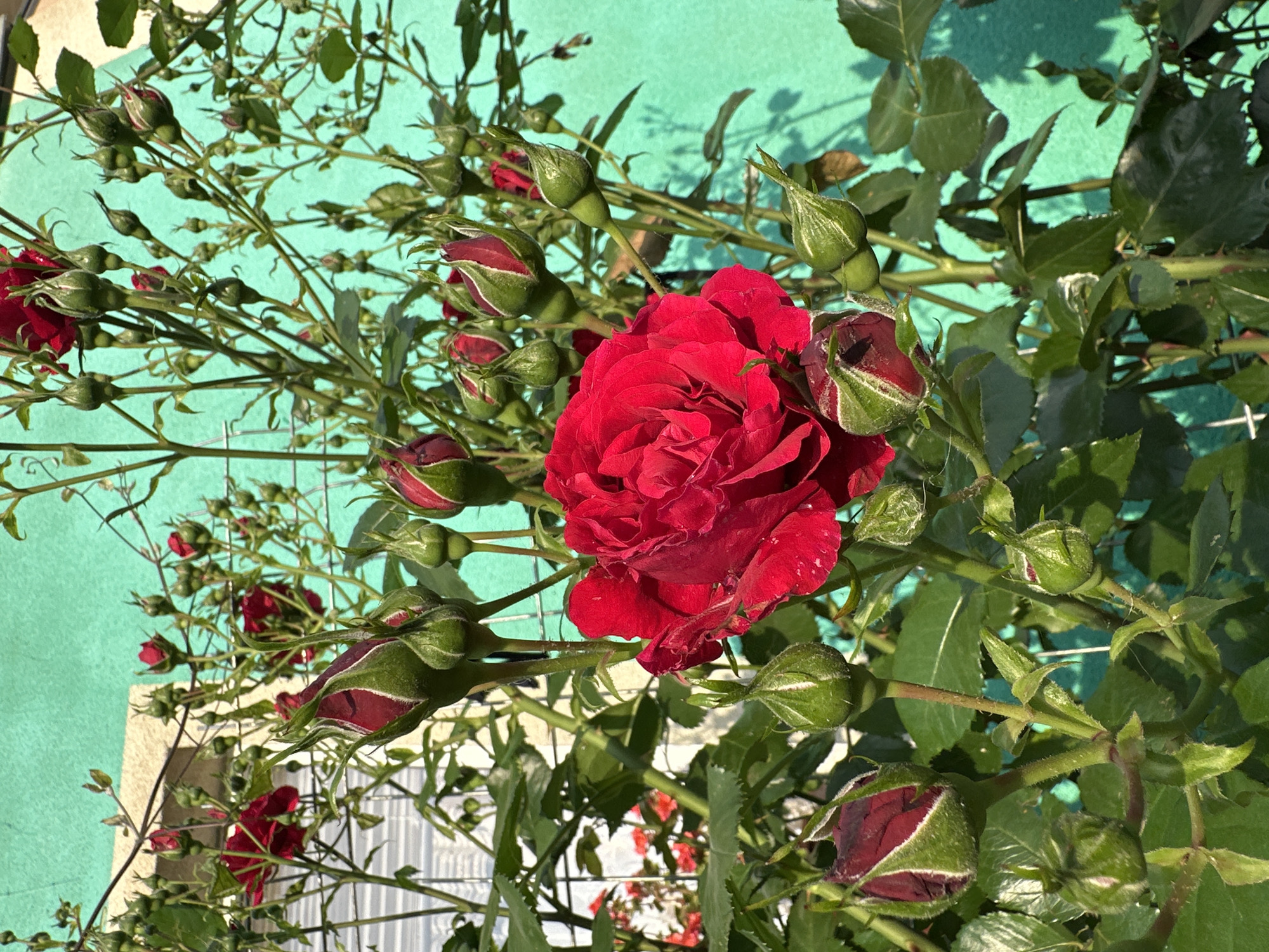 A fully bloomed red rose, its petals bearing visible water droplets, is positioned in the lower-left to central portion of the frame. Numerous developing red rosebuds are dispersed throughout the rose plant, which features green foliage and thorny stems. A light-colored wire trellis supports the plant, partially visible behind the foliage. The background on the right side of the frame consists of a well-lit teal-painted wall, displaying shadows cast by the rose plant. In the upper-left, a portion of a light-colored building with a window and white louvered blinds is present. The scene is illuminated by natural daylight in the city of Unknown, Unknown.