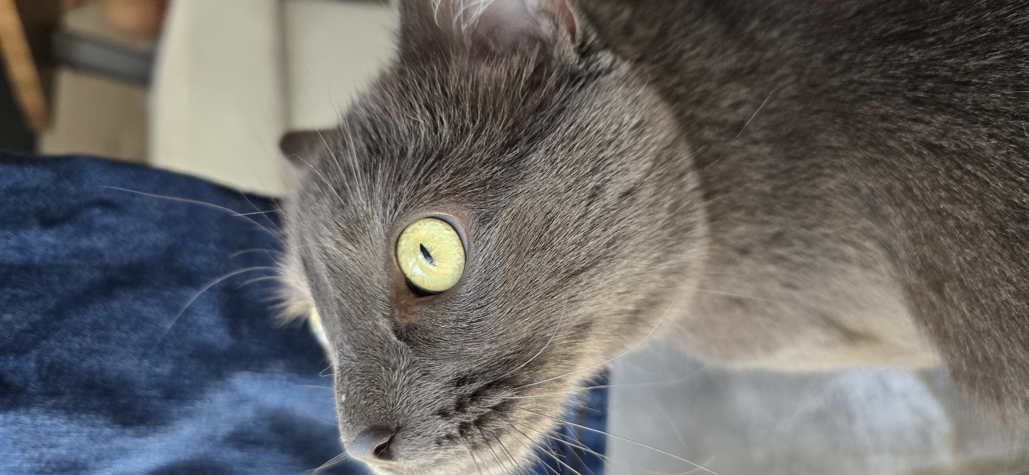 An extreme close-up shot focuses on the face of a gray cat, captured in profile and looking upwards. The cat's large, luminous green eye dominates the frame, its pupil a narrow vertical slit. The fur around the eye is finely detailed, showing individual strands and subtle variations in color. The cat's nose, a small dark point, is visible in the upper left of the image. The background is softly blurred, with a dark blue fabric on the left and lighter, out-of-focus shapes on the right, suggesting an indoor environment or a person holding the cat. The lighting is bright, highlighting the texture of the cat's fur and the sheen of its eye. The image is composed in portrait orientation, with the cat's head occupying most of the frame.