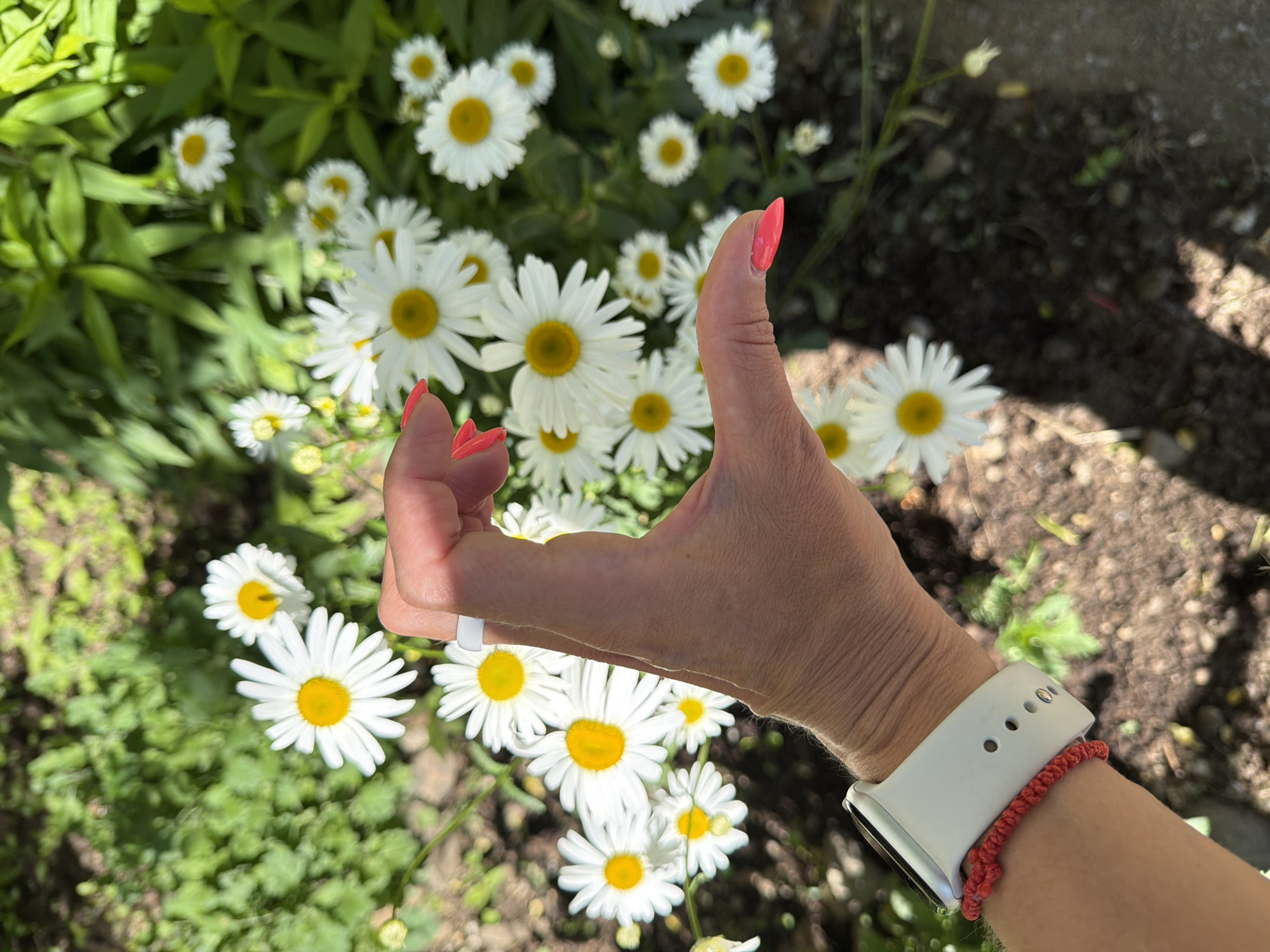 The image shows a person's hand with bright pink nail polish, forming a gesture with their fingers. The hand is positioned in front of a cluster of white daisies with yellow centers, set against a backdrop of green foliage and dark soil. The person is wearing a white smartwatch on their left wrist, with a red braided bracelet below it. The overall scene appears to be outdoors, likely in a garden or park. There is no information in the image to suggest its location in Birobidzhan, Russia.