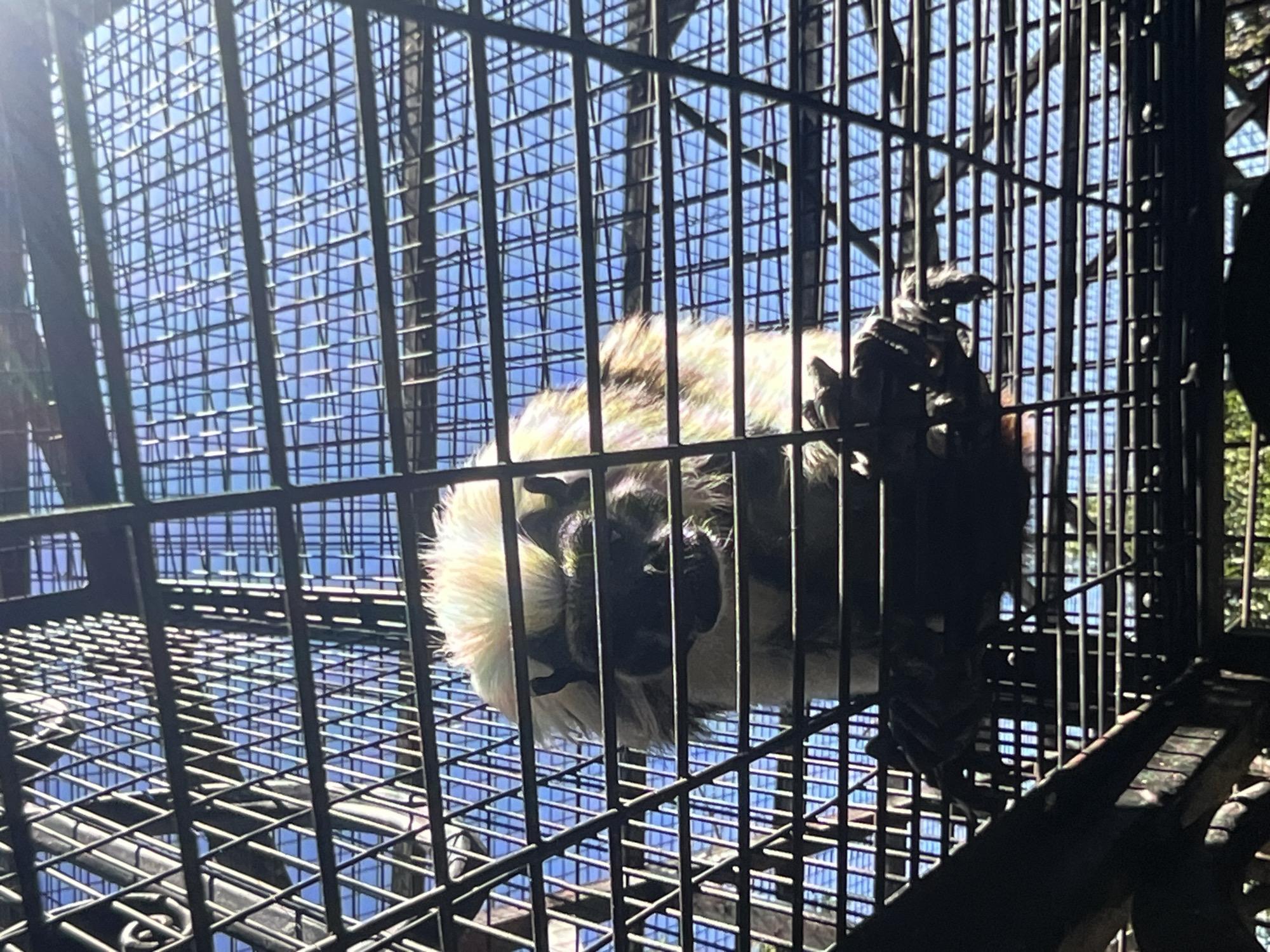 A primate with white fur around its head and dark features is visible inside a metal cage against a blue sky. The cage bars create a grid pattern over the primate. The primate is perched on a branch or structure within the cage. The image appears to be taken outdoors. There is no information in the image to suggest a location in the city of Sheptytskyi, Ukraine.