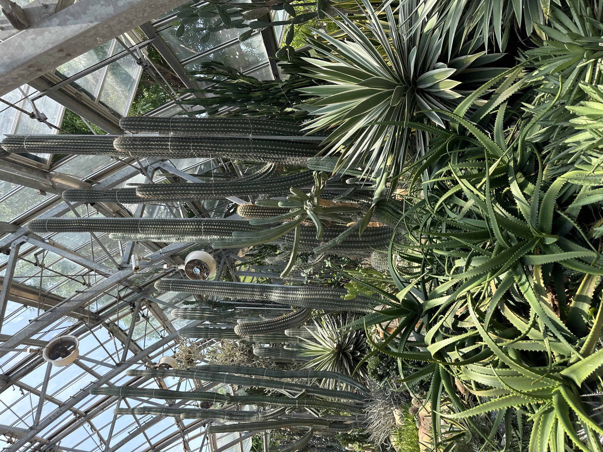 The image displays a lush indoor botanical setting, likely a greenhouse or conservatory, filled with a diverse collection of cacti and succulents. The scene is dominated by a sturdy metal and glass roof structure, through which abundant natural light illuminates the plants.
Numerous tall, columnar cacti are a prominent feature, many of them suspended horizontally or diagonally by white ties attached to wires, showcasing their impressive lengths. These cacti vary in texture, some being ribbed and spiky, others appearing smoother. Interspersed among them and growing from the ground are various types of succulents. Large agave-like plants with sword-shaped leaves, some exhibiting striking variegation with green centers and creamy white edges, add visual interest. In the foreground and to the right, clusters of aloe-like plants with thick, serrated, and spiky leaves create dense green foliage.
The greenhouse infrastructure is clearly visible, comprising a robust network of metal beams, trusses, and large glass panels that allow maximum light penetration. Several white, industrial-style ceiling fans are mounted to the metal framework, suggesting air circulation or climate control within the space. The lighting indicates bright daylight, possibly midday or early afternoon. No people are visible, and no specific activity or event is taking place; the scene depicts a static, well-maintained botanical display. There is no discernible text within the image.