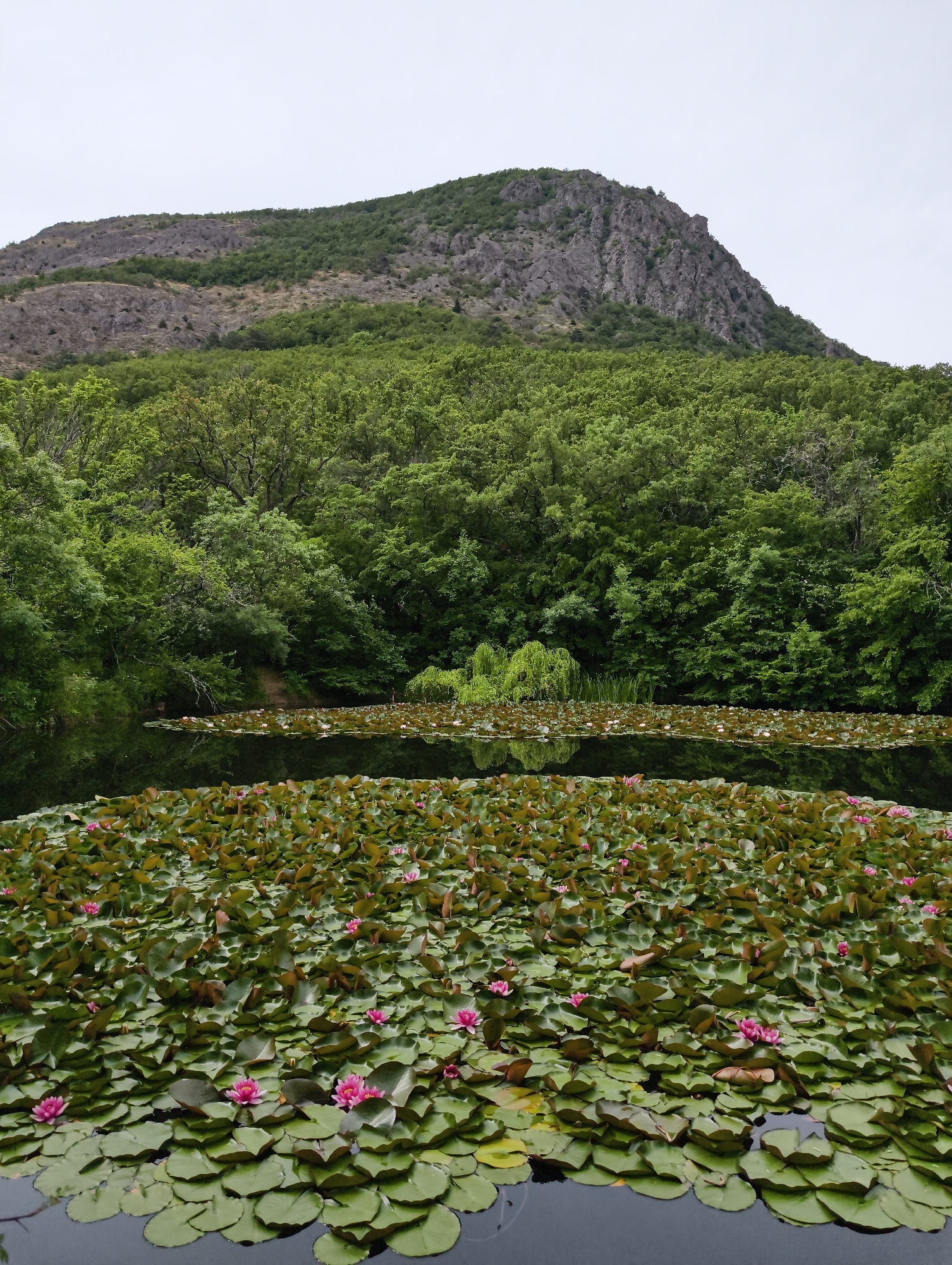 A serene natural landscape is depicted under an overcast sky, featuring a body of water, a dense forest, and a rugged mountain.
In the foreground, a large portion of the calm water is covered by a vibrant spread of green lily pads. Numerous pink water lilies are in bloom, scattered across the lily pads, adding splashes of color to the verdant surface. The water reflects the surrounding greenery and the pale sky in the open sections.
The midground is dominated by a lush, green forest, with a variety of deciduous trees forming a dense canopy that extends to the water's edge. The reflections of these trees are clearly visible in the still water, creating a mirrored effect. A small, lighter green, weeping-style plant stands out near the center of the far bank.
In the background, a imposing, rocky mountain rises steeply, showcasing rugged grey rock faces interspersed with patches of green vegetation, particularly at its base where it meets the forest line. The mountain peak is silhouetted against a uniformly bright, greyish-white sky, indicating an overcast or cloudy day.
The lighting is soft and diffused, characteristic of indirect sunlight, which enhances the natural colors of the foliage and flowers. There are no people or man-made objects visible, and no text is present in the image. The scene conveys a sense of untouched nature and tranquility.