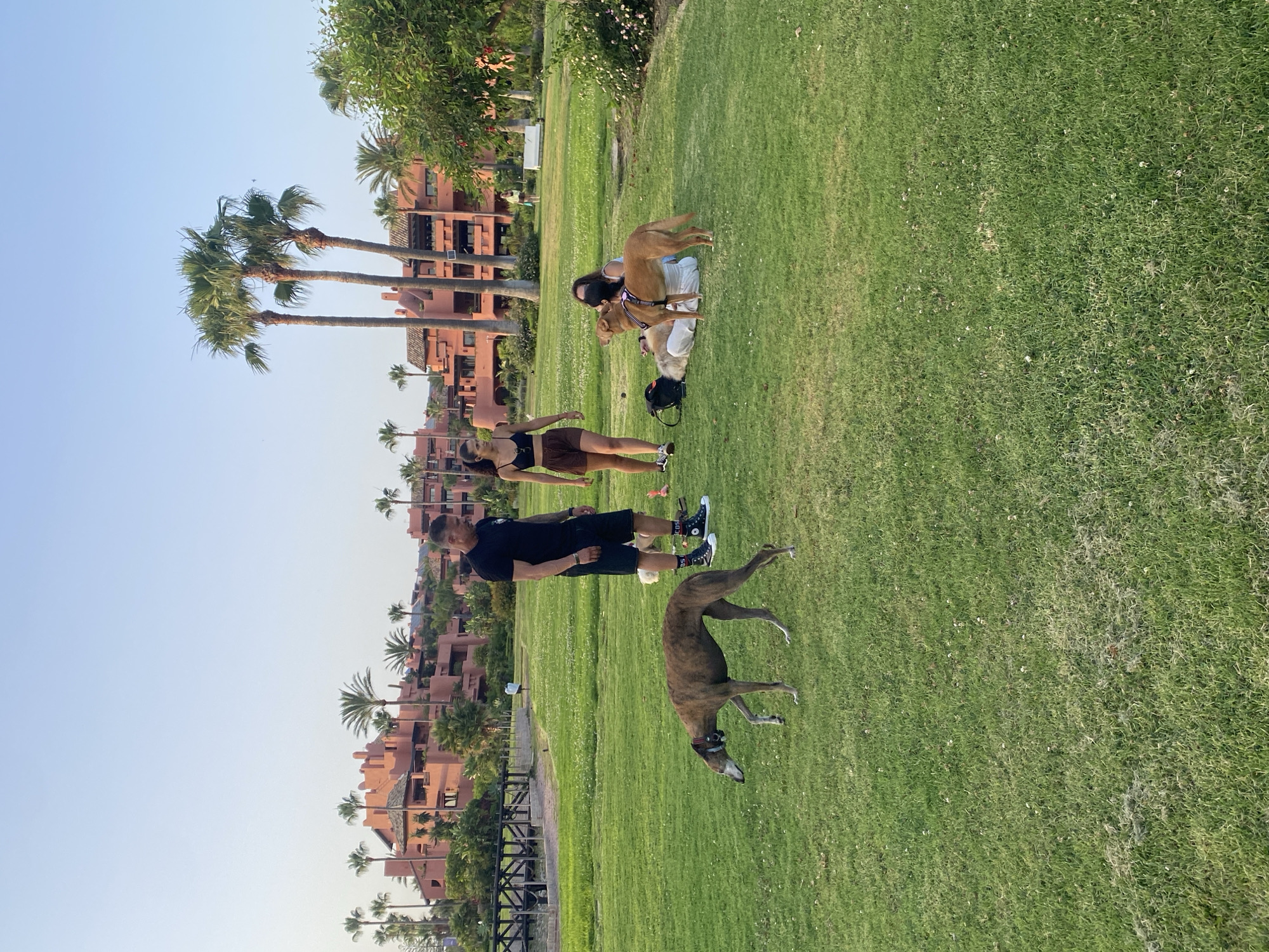 In Estepona, Spain, a group of people and dogs are enjoying a grassy park area with a backdrop of coral-colored buildings and palm trees. A man in a black t-shirt and shorts stands near a slender, brown dog that is sniffing the ground. Further back, a woman in a black crop top and brown shorts walks away from the camera, while two other individuals are seated on the grass, one with a tan dog resting its head on their lap. Another tan dog stands alert, facing the seated individuals. The environment is a manicured lawn with scattered white flowers, and a wooden bridge is visible in the distance. The sky is clear and pale blue, suggesting it is late afternoon or early evening.