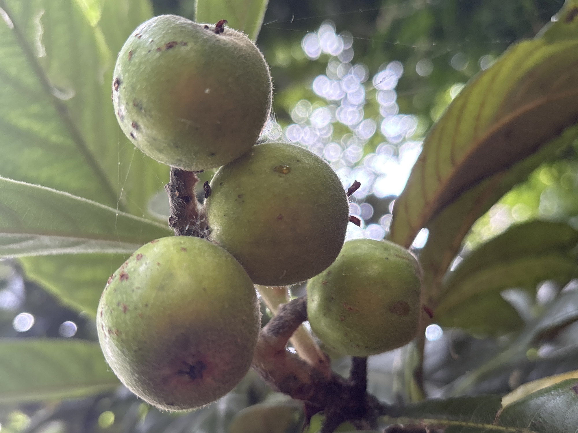 A close-up, eye-level, vertical shot focuses on a cluster of four unripe loquats hanging from a branch. The fruits are round to slightly oval, with a fuzzy texture and a pale green hue, some showing small reddish-brown spots. Delicate spiderwebs are visible amongst the fruits and on the branch. In the foreground, large, elongated green leaves with visible veins provide a backdrop. The background is blurred, featuring dappled sunlight creating bright, circular bokeh effects in shades of white and light green, suggesting a sunlit, leafy environment. The image does not contain any people or specific identifiable landmarks. The location in Sochi, Russia, is not discernible from the visual information in the image.