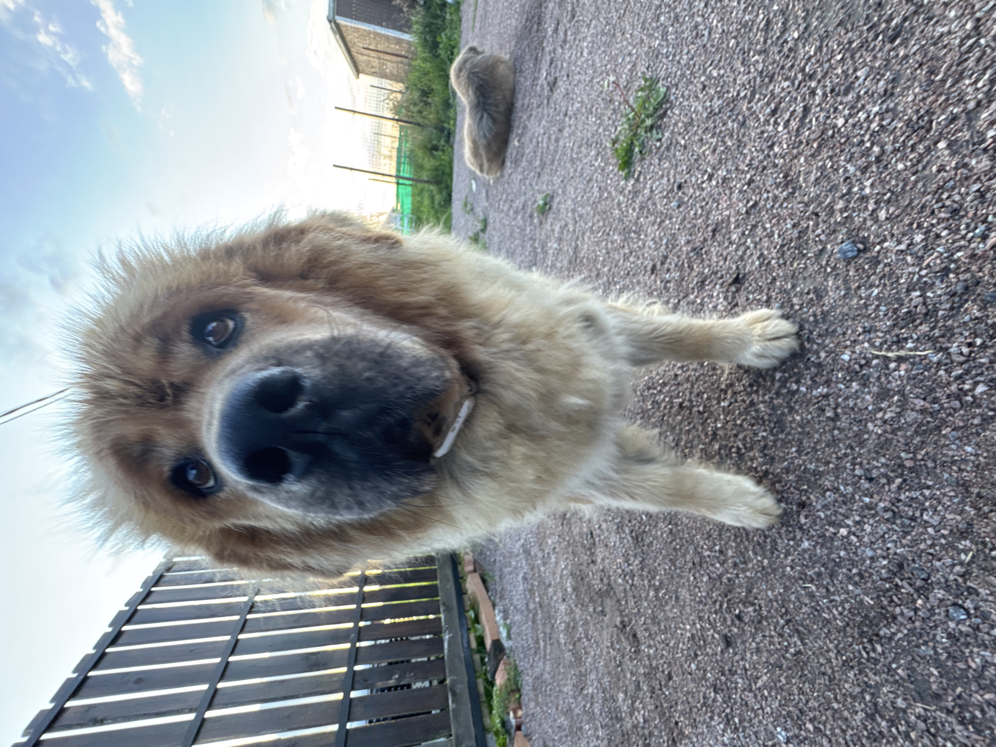An eye-level, wide-angle shot captures a large, shaggy, light brown dog standing on a gravel path in what appears to be a rural or semi-rural area. The dog is facing the camera, with its nose prominent and large. Its fur is a mix of lighter and darker brown tones, and its ears are partially obscured by its fluffy head. In the background, a wooden fence runs vertically along the left side of the image. Beyond the fence, the sky is visible with scattered clouds, and what looks like sunlight breaking through. To the right of the dog, another smaller dog, also shaggy and light brown, is lying down on the gravel. In the far background, there is a building with a dark roof and light-colored walls, possibly a shed or outbuilding, and some fencing. The ground is covered in dark grey gravel with small green plants sparsely distributed. The overall setting suggests an outdoor enclosure or yard. The presence of the dogs and the fencing indicates a residential or animal-keeping area. Given the specific location, this scene is likely within the settlement of Kempelevo, Russia, characterized by such rustic outdoor environments.