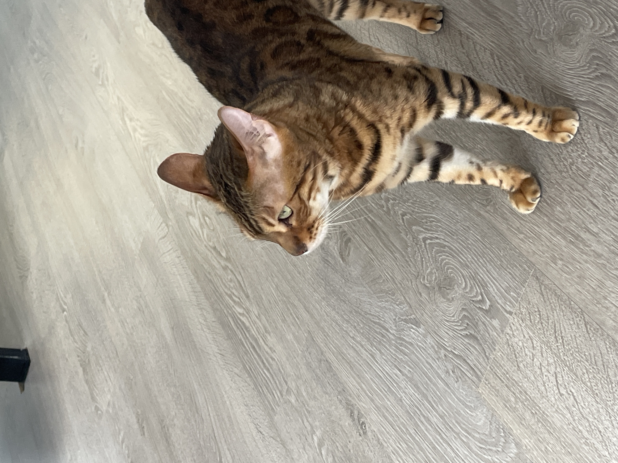 A top-down, slightly angled view shows a Bengal cat sprawled on a light-grey wood-look floor. The cat has a brown spotted and striped coat. The cat is facing down and to the left. A small black object is visible in the lower left corner of the image. The location cannot be determined from this image.