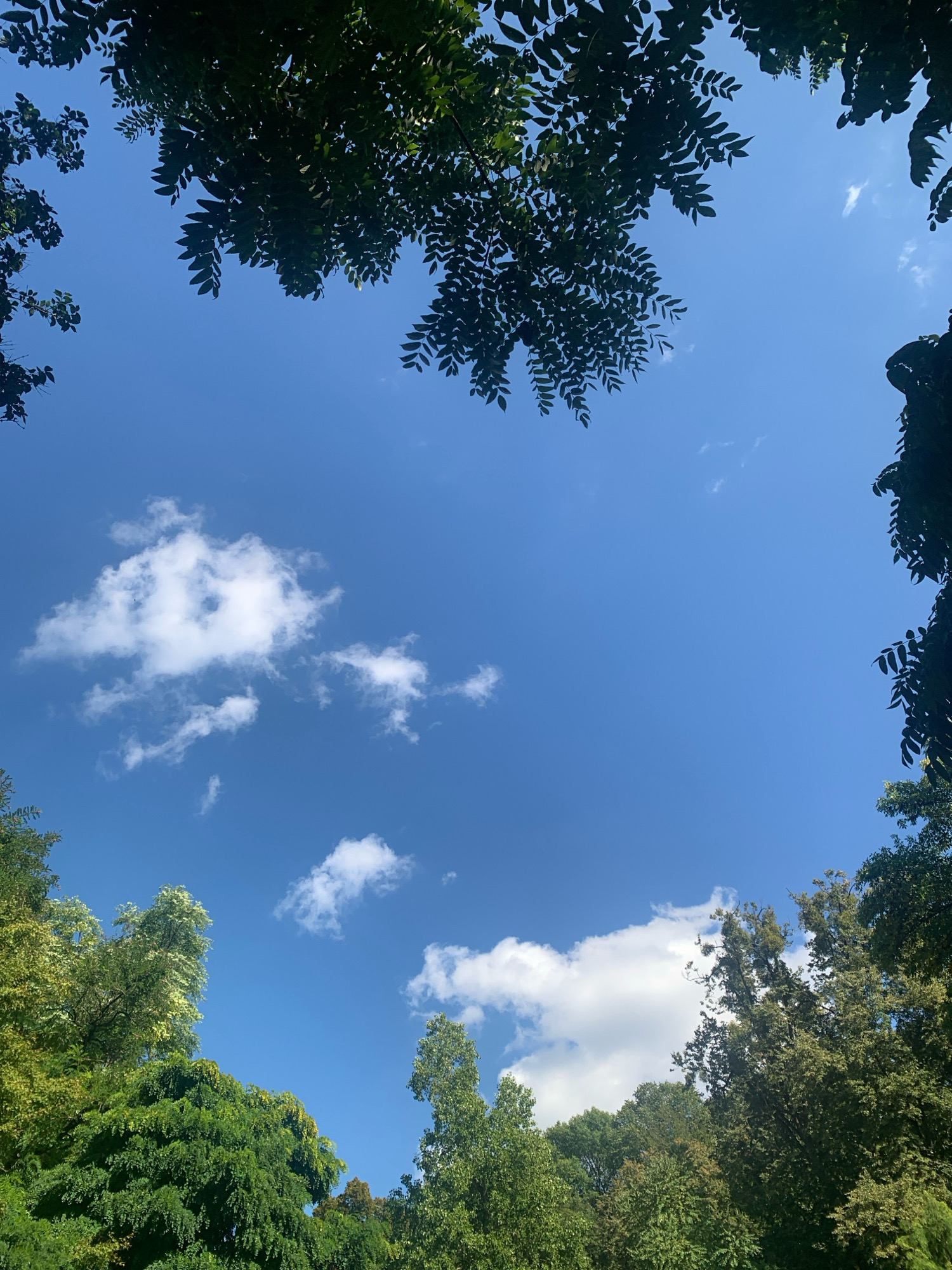 The image is a low-angle shot looking up at a bright blue sky with scattered white clouds. The sky is framed by lush green foliage from trees on the top and sides, suggesting an outdoor environment. The foliage appears dense and varied, with some leaves silhouetted against the sky. The lighting indicates a sunny day. The image's composition draws the viewer's eye upwards, creating a sense of openness and natural beauty. The scene is devoid of any human presence or discernible man-made structures. While the image is of a natural setting, there is no specific information within the visual content to pinpoint a location in Lviv, Ukraine.