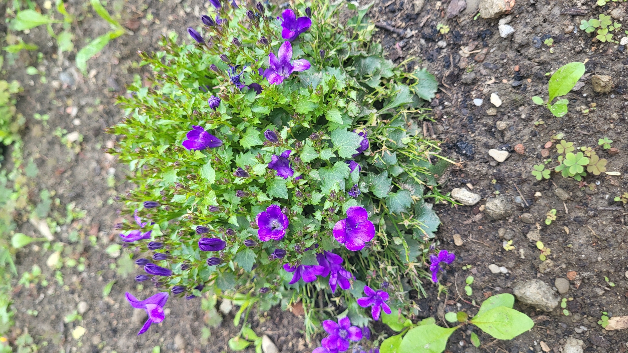 The image shows a close-up, eye-level view of a flowering plant with numerous small, purple, bell-shaped flowers and green foliage. The plant is situated in the ground, which appears to be a mix of dark soil, small stones, and scattered green sprouts. The lighting suggests an overcast day. The image does not contain any identifiable landmarks or context that would allow for specific location identification within Prešov, Slovakia.