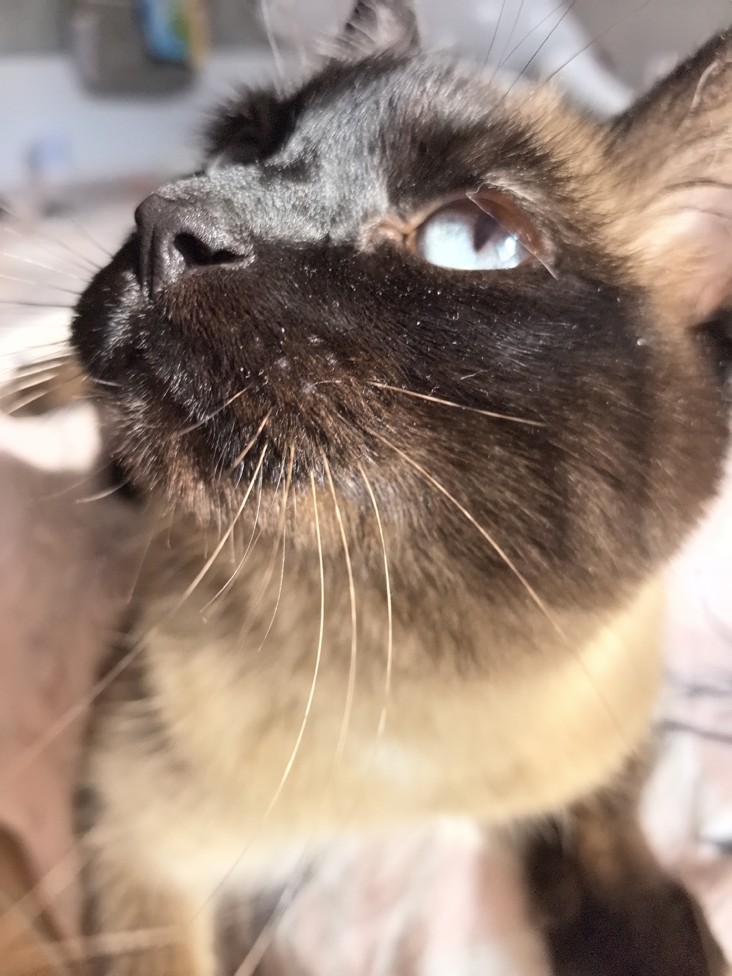 The image shows a close-up, slightly angled shot of a Siamese cat's face, with its bright blue eye prominently featured. The cat has dark brown facial markings and lighter brown fur on its body, which is partially visible. Sunlight illuminates the cat's fur, creating highlights and shadows. The background is blurred, but appears to be a soft, patterned surface, possibly a blanket or upholstery. The cat's nose and whiskers are also clearly visible. There is no discernible indication of the location being within the city of Фролы, Russia.
