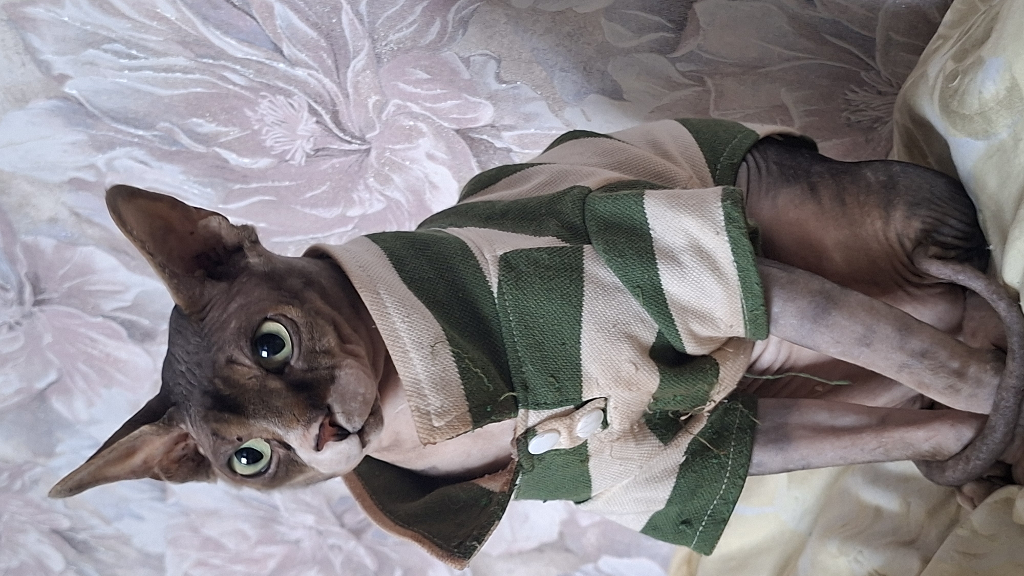 A Sphynx cat is sitting on a light-colored surface, wearing a green and cream striped polo shirt. The cat has large, pointed ears and green eyes. Its skin is wrinkled and has dark markings. The background is a wall with a floral pattern in shades of white and pink. The image appears to be taken indoors.