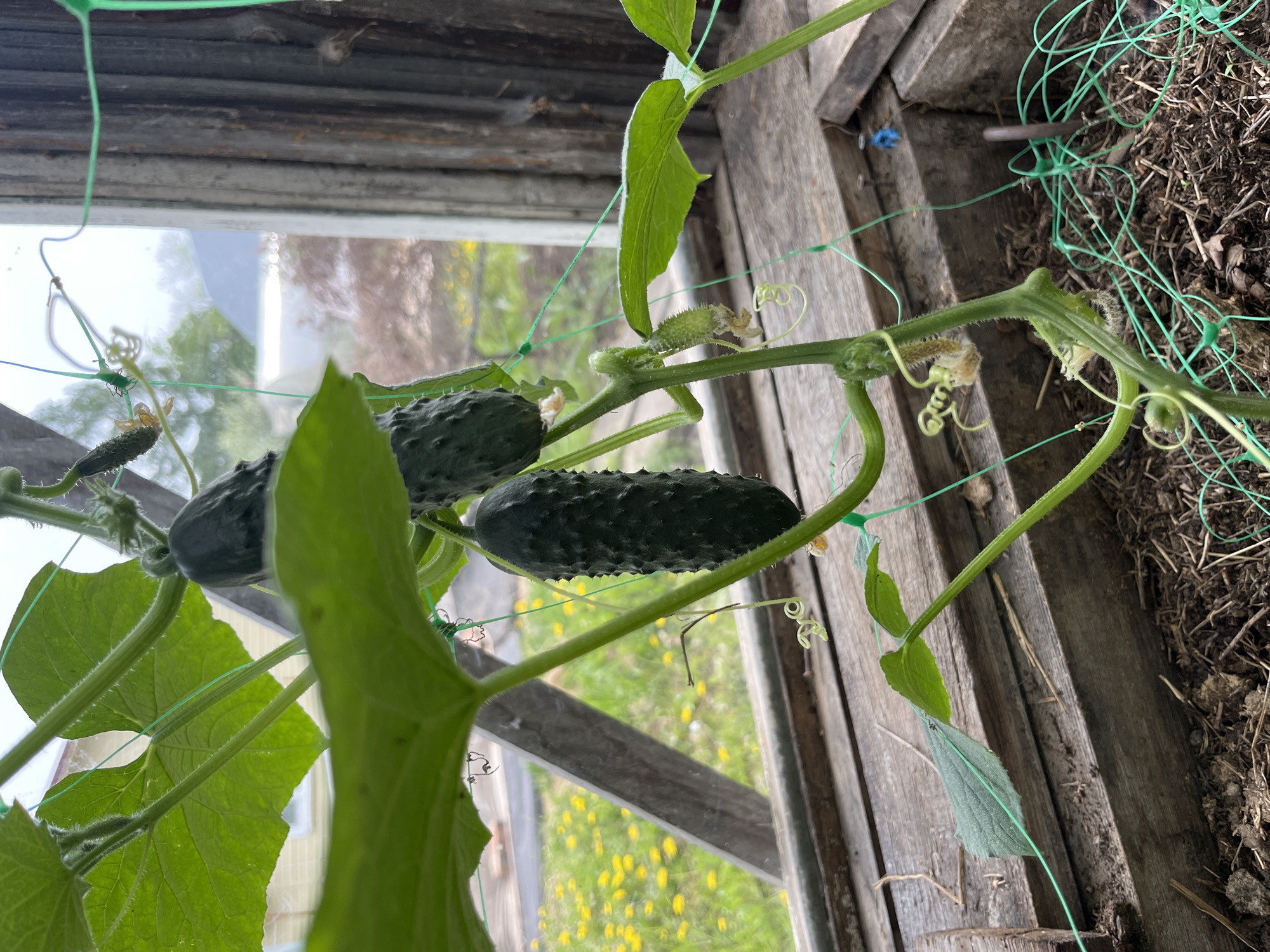A close-up, slightly tilted image captures a cucumber plant growing indoors. The plant features mature, dark green cucumbers with textured skin, along with developing smaller cucumbers. The vine is supported by green netting attached to a weathered wooden structure, possibly a greenhouse or a window frame. Outside the window, there is a glimpse of greenery and yellow flowers suggesting a yard or garden. The location within the city of Маяк, Russia cannot be determined from this image.