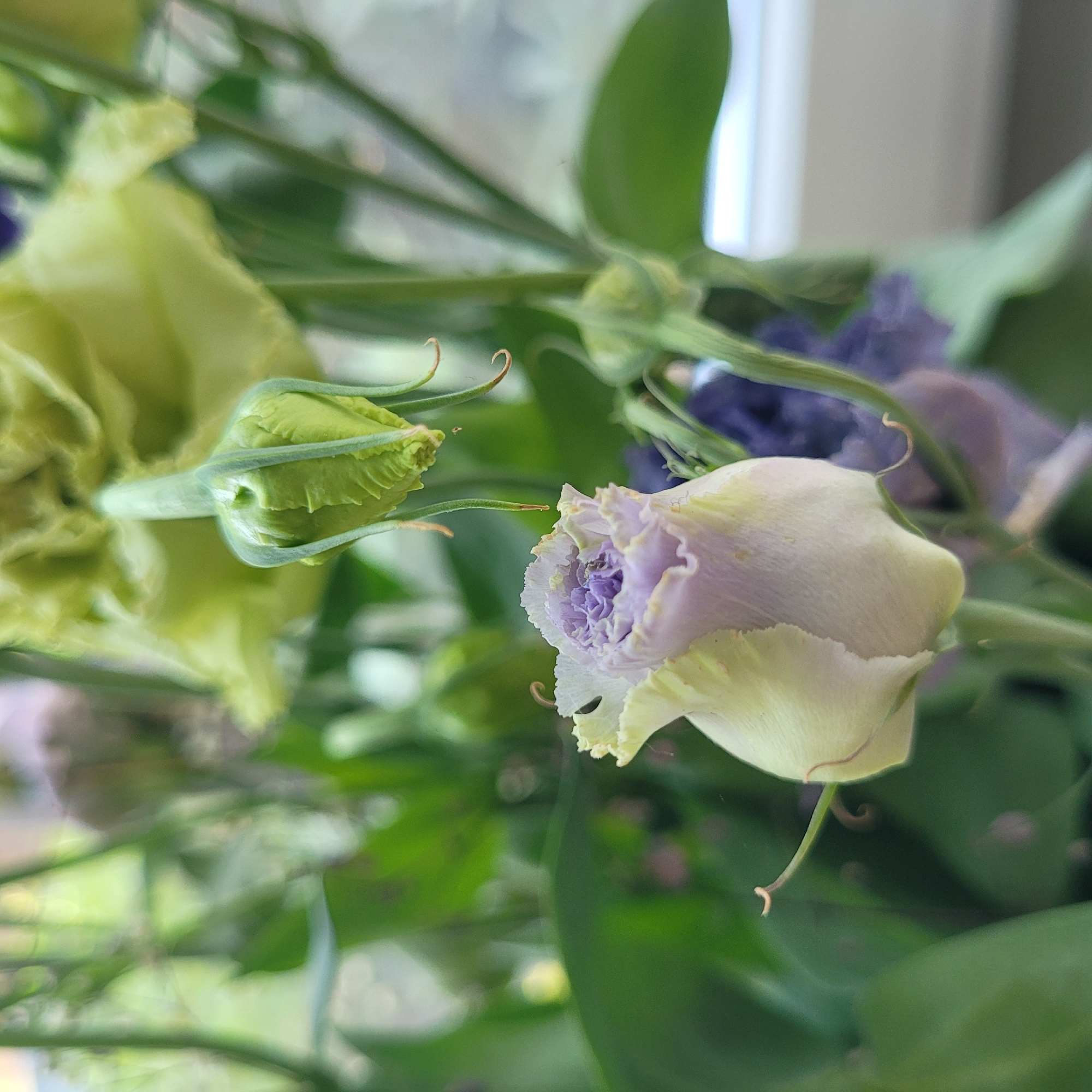 The image shows a close-up of a light purple and cream colored flower bud, with its petals unfurling to reveal a deeper purple interior. The flower bud is on a green stem with delicate, curled tendrils. Behind it, another unopened green flower bud is visible, also with tendrils. The background is softly blurred, showing out-of-focus green foliage and hints of purple flowers. The lighting suggests an indoor setting, possibly near a window, indicated by the soft light and a blurred bright area in the upper right that could be natural light or a reflection. There are no people or any indication of a specific urban environment like Jūrmala, Latvia. The scene is serene and focuses entirely on the botanical subjects.