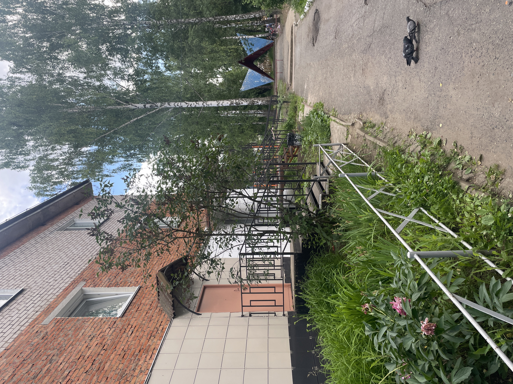 The image depicts an outdoor scene in Chaikovsky, Russia, likely in a residential area. On the left, a brick and tiled building is visible, featuring a light-colored door and a metal railing leading to it. Lush green vegetation, including plants with pink flowers, grows along a white metal fence in the foreground. To the right of the building, a paved walkway curves away, flanked by tall birch trees and other foliage. In the distance, a modern blue and red triangular structure stands. Two pigeons are on the walkway in the lower right quadrant. The sky above is partly cloudy.