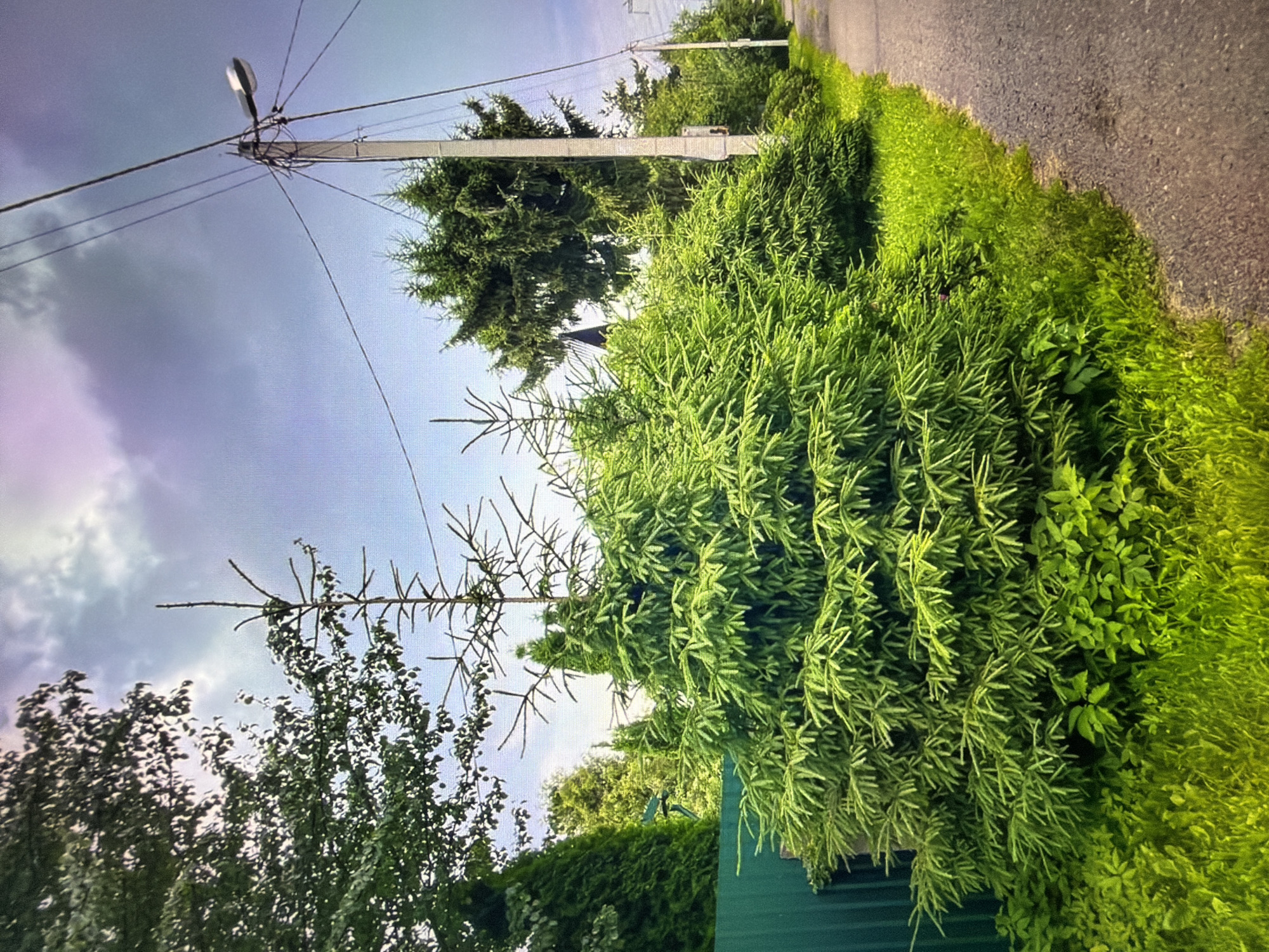 The image depicts a rural roadside scene, likely in Kotelniki, Russia, characterized by lush greenery and overcast skies. In the foreground, a dense, vibrant green fir tree dominates the left side of the frame, its branches reaching outwards. To its left, a tall, slender evergreen tree with sparse foliage stands out against the sky. Behind these, a weathered green metal fence runs horizontally.
The midground features a variety of evergreen trees and bushes, creating a thick hedge-like appearance along the roadside. A tall, gray concrete utility pole, adorned with numerous wires and a streetlamp at its apex, stands prominently on the right side of the image. The pole is positioned adjacent to an asphalt road that curves gently to the right, leading into the distance. The road surface appears somewhat worn, with visible gravel and texture.
The background is filled with more foliage, including the tops of larger trees, and the sky is heavily clouded with a mixture of grays and purples, suggesting an impending or recent rain shower. The overall impression is one of a somewhat overgrown, naturalized landscape bordering a quiet road. There are no people or animals visible in the image.