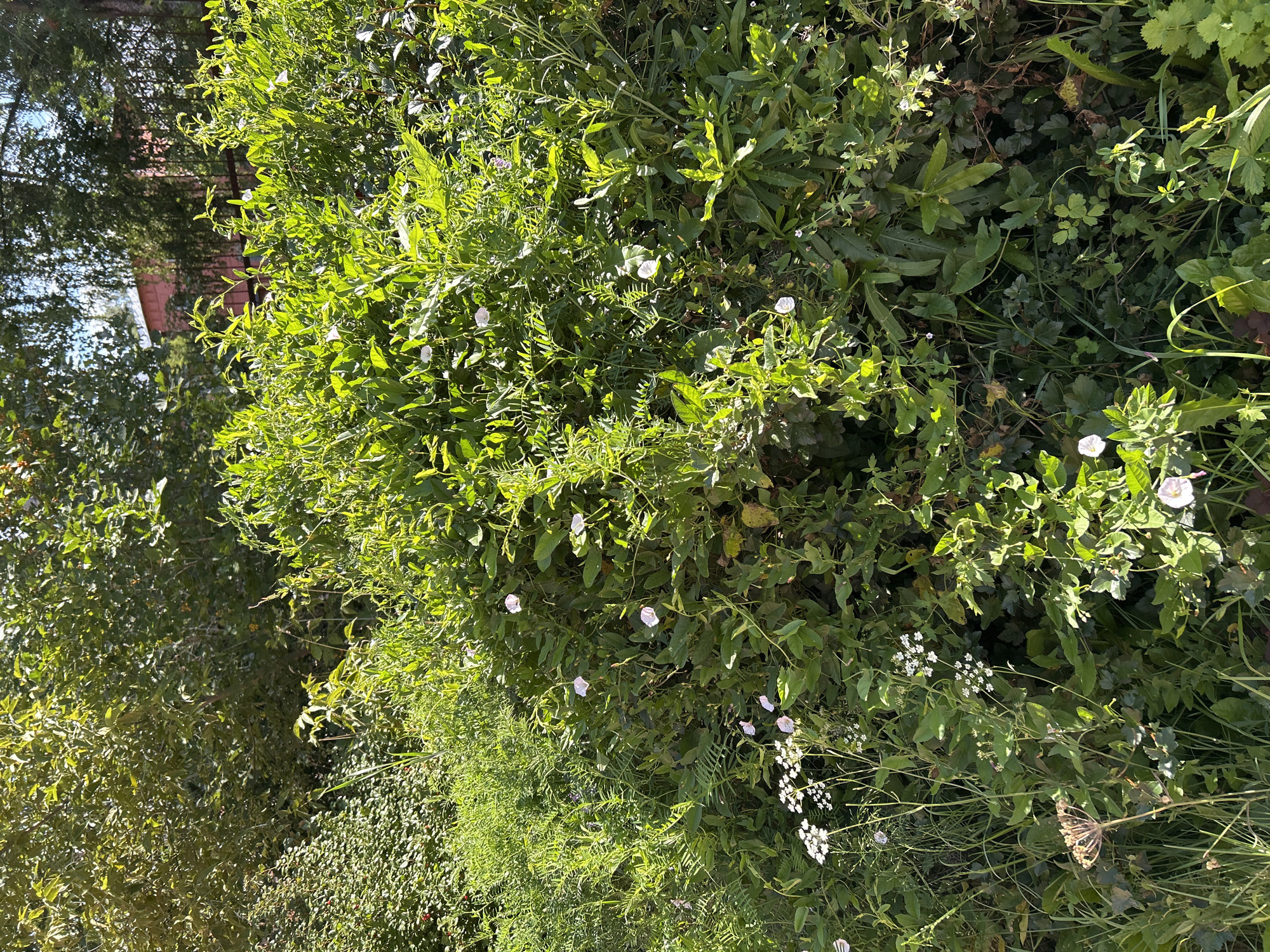 The image shows a dense, overgrown area with various types of green vegetation, including trees, bushes, and smaller plants. Sunlight filters through the leaves, creating dappled lighting. Several small white and pink flowers are visible among the foliage. In the background, a red brick building and a metal fence are partially obscured by the trees and plants. The scene appears to be a natural or semi-wild area within a city, possibly a park or a neglected garden. The vegetation is lush and appears to be in bloom. There are no people or animals visible in the image. The overall impression is one of abundant, untamed nature. It is impossible to determine the precise location in Tomsk, Russia, from the image alone.