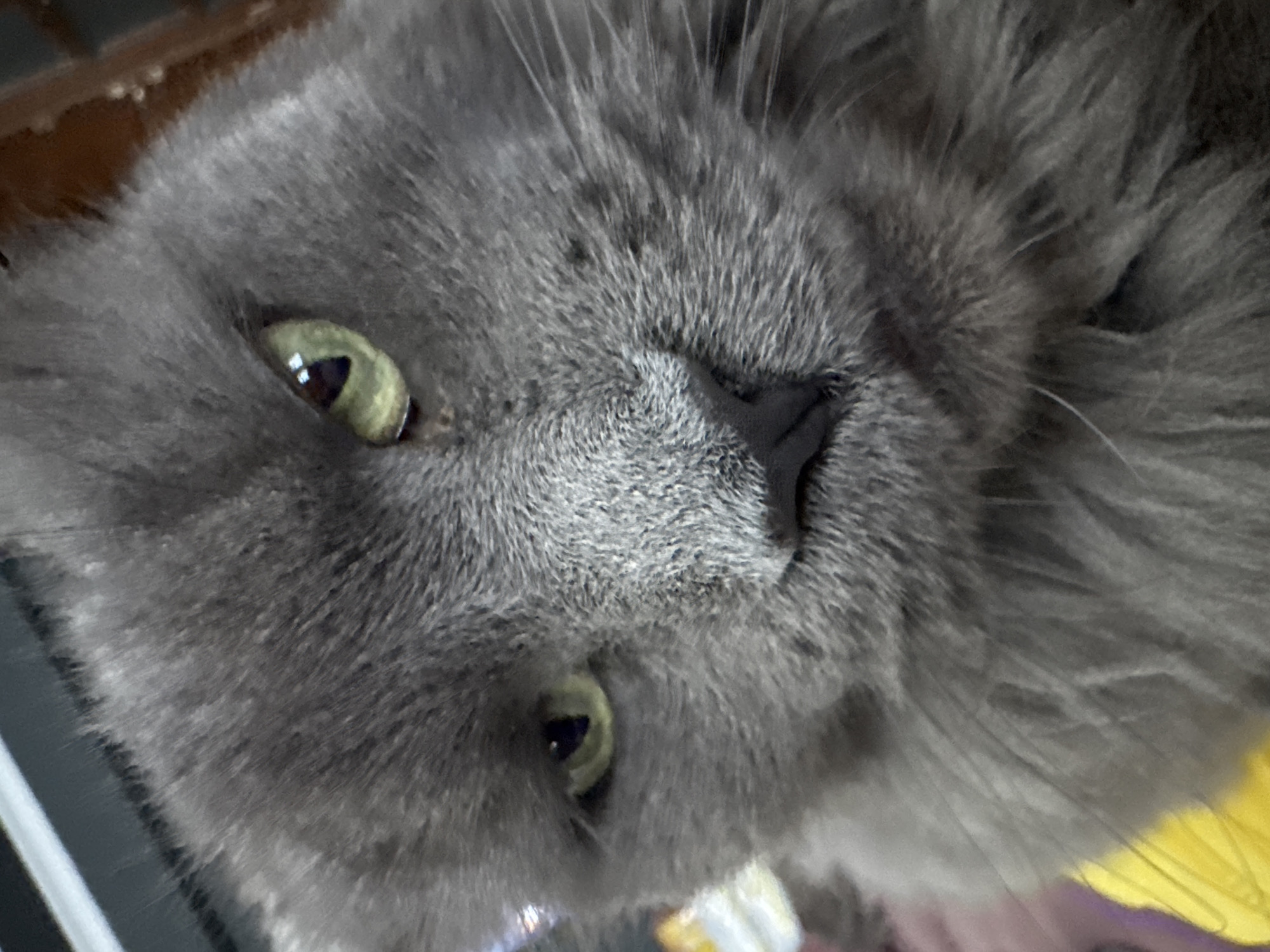 A close-up, eye-level, medium shot shows the face of a grey, long-haired cat. The cat's head is tilted slightly to the right, and its green eyes are looking directly at the camera. The cat's nose is dark and appears wet. The cat's fur is dense and appears soft. The background is blurred, but suggests an indoor environment. There is no indication of the location in Gölbaşı, Turkey.
