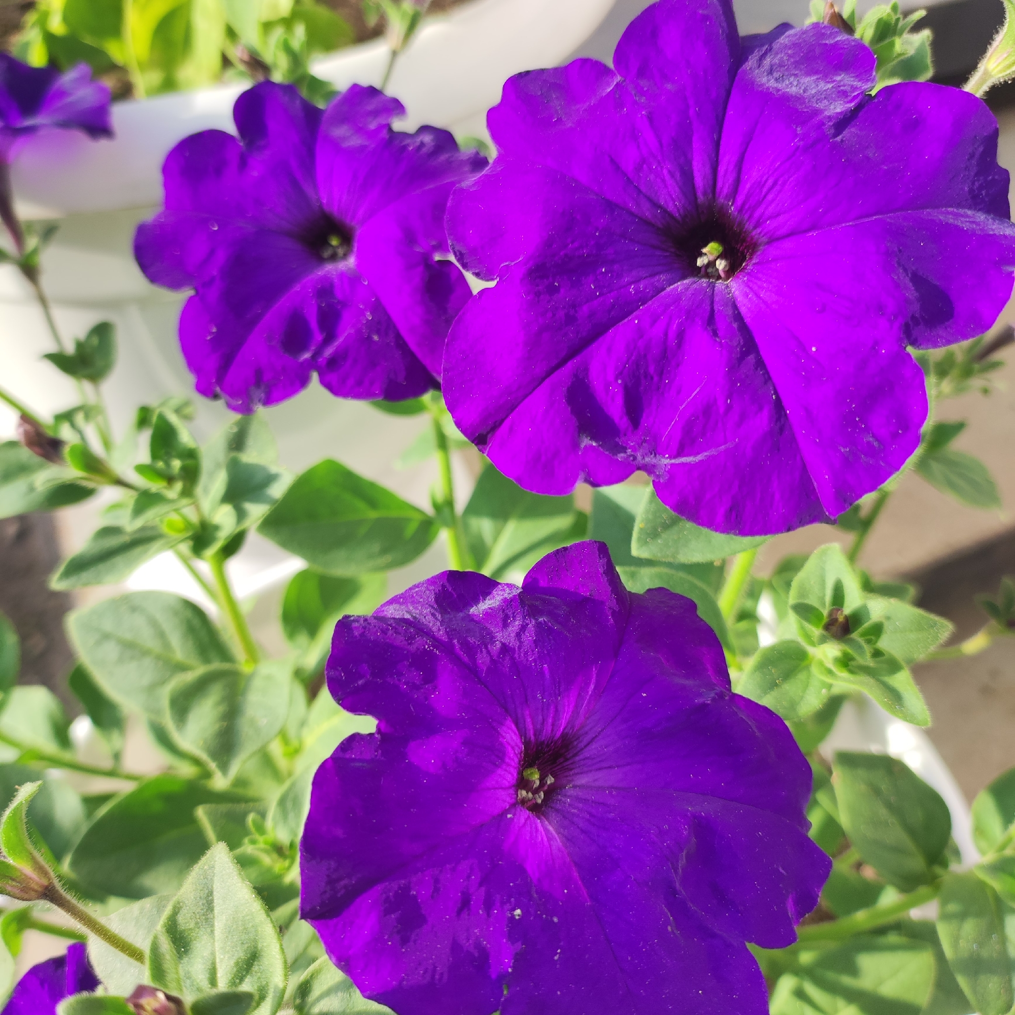 In Navoloki, Russia, a close-up shot captures a cluster of vibrant purple petunias in full bloom. The flowers, with their delicate, ruffled petals, are the central focus, their rich color contrasting with the lush green foliage that surrounds them. Hints of white planters are visible in the background, suggesting an outdoor garden setting. The lighting indicates it is daytime, with sunlight illuminating the scene and casting subtle shadows on the petals. There are no people or animals present in the image.