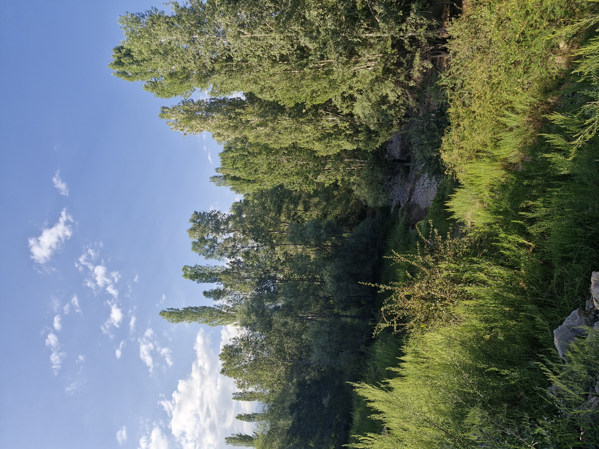 In Bulan-Segettu, Kyrgyzstan, a dense forest flanks a dry, rocky streambed. The foreground is dominated by lush green vegetation, illuminated by the warm glow of sunlight. Tall, slender trees, characteristic of poplars, rise above the dense foliage, their leaves catching the light. The sky above is a clear blue, dotted with a few wispy white clouds. The scene depicts a natural landscape, bathed in the soft light of what appears to be late afternoon or early morning. There are no people or animals visible in the image.