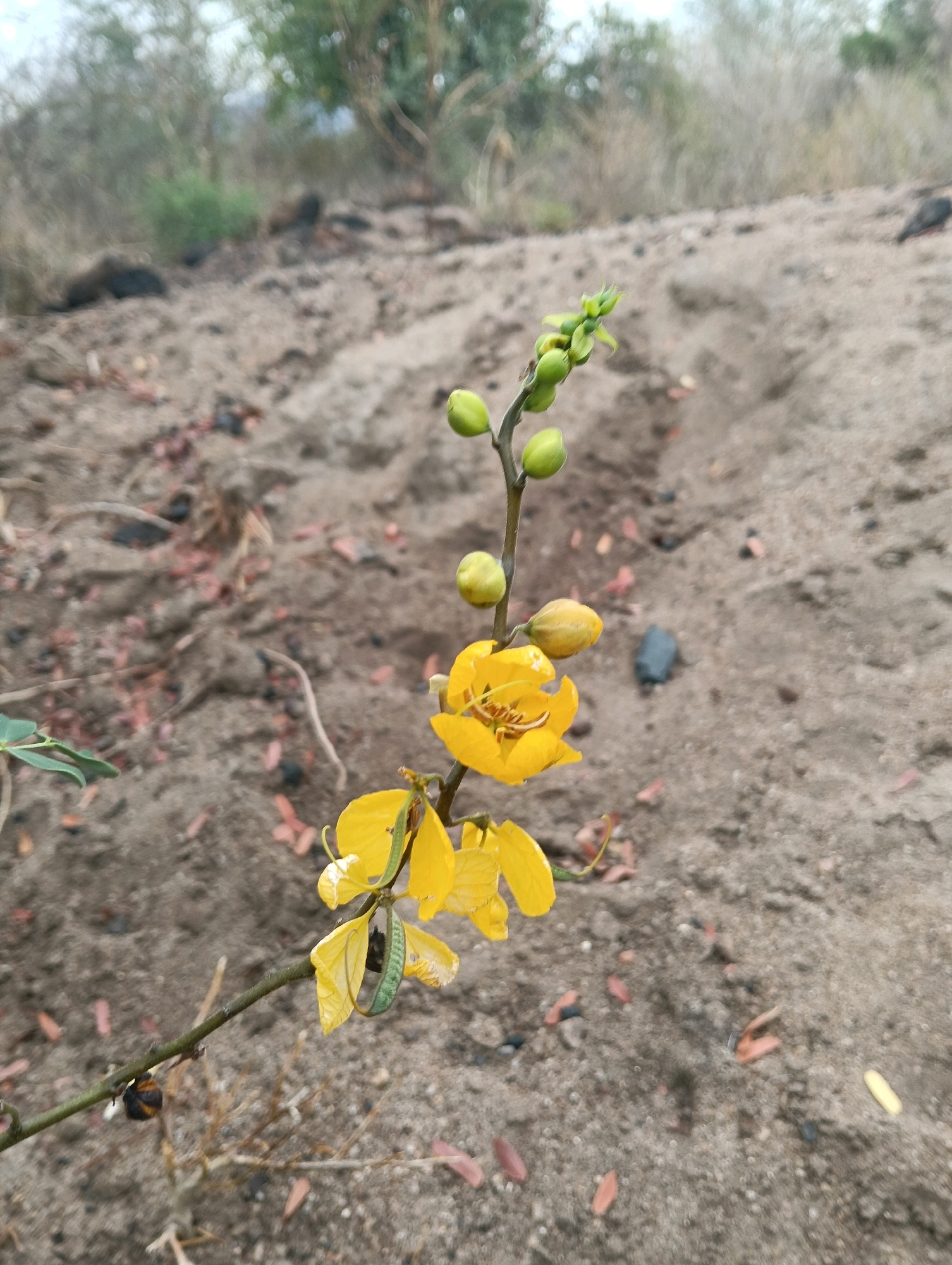 A close-up, eye-level shot focuses on a flowering branch of a plant against a blurred background of dry, sandy soil. The plant has a thin, brown stem with several bright yellow flowers and green buds. One of the yellow flowers is fully open, revealing its delicate petals and stamen. A green caterpillar with distinct stripes is visible on one of the yellow petals. The ground is covered in fine, light brown sand with scattered small stones and fallen, reddish-brown leaves. In the distance, the background is heavily blurred, showing indistinct shapes of dry vegetation, trees, and a hazy sky. The scene appears to be an outdoor environment, possibly a natural or semi-natural area with dry soil conditions, located in Mutitu/Kaliku ward, Kenya.