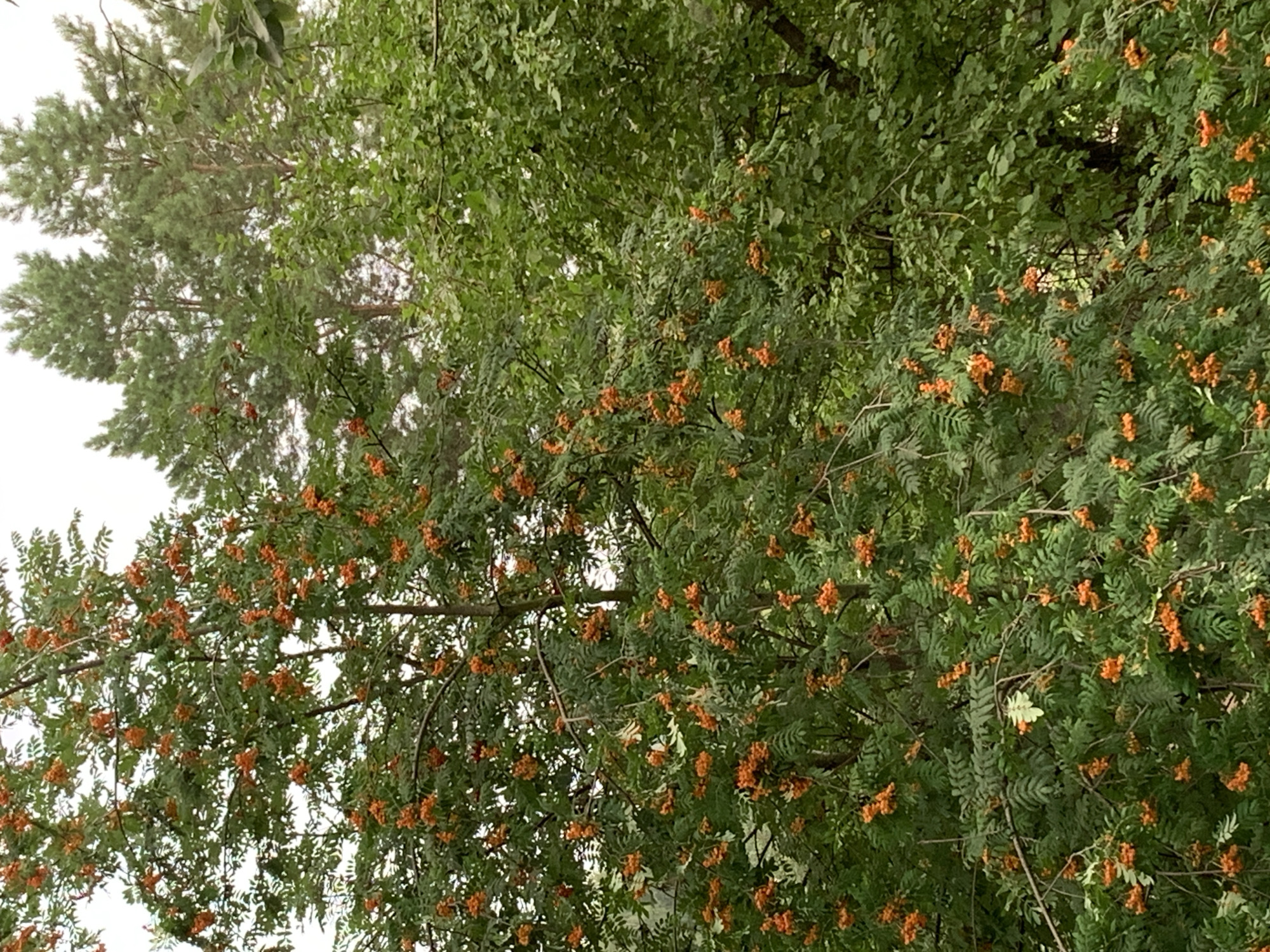 The image displays a close-up view of a Rowan tree laden with bright orange berries. The tree's branches, covered in compound leaves, are densely packed with clusters of these berries, creating a vibrant contrast against the green foliage. In the background, other trees, including tall pine trees, are visible, suggesting a natural or park-like setting. The sky is overcast, casting a soft, diffused light on the scene. The specific location within Chaikovsky, Russia, is not discernible from the visual information provided in the image.