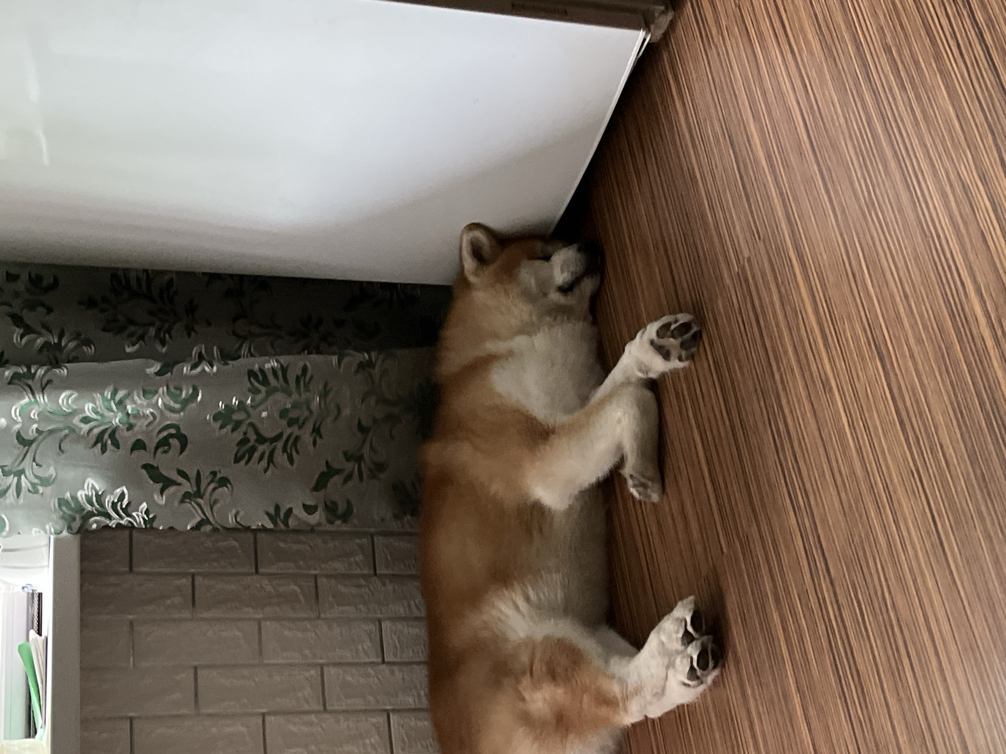 The image depicts an interior scene in the city of Minsk, Belarus, featuring a sleeping dog on a patterned wooden floor. A medium-sized dog, predominantly light brown with white underparts, lies on its left side. Its head is resting against the lower section of a large, plain white vertical appliance or structure, consistent with a refrigerator or cabinet. The dog's eyes are closed, indicating sleep. The floor is composed of numerous narrow, parallel planks with alternating light and dark brown horizontal striations. To the left of the dog, a wall is partially covered with light beige rectangular tiles arranged in a staggered, brick-like pattern. Above these tiles, a window sill or shelf holds several indistinct objects, including a prominent green item. In the background, between the tiled wall and the white appliance, a curtain with an ornate dark green floral or damask pattern on a lighter background hangs vertically. The scene is illuminated by ambient light.