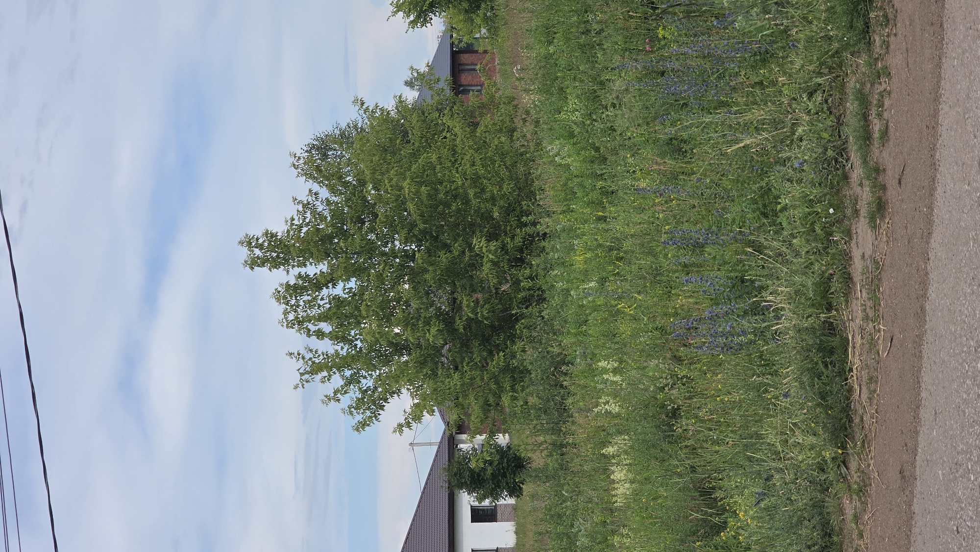 A medium shot captures a cluster of trees with lush green foliage set against a cloudy blue sky. To the left, a modern house with white walls and a dark roof stands beside a smaller, dark green tree. Further to the right, a red brick house with a dark roof is partially visible. The foreground is dominated by a dense field of tall green grass and various wildflowers, including some with tall spikes of blue flowers. A dirt path or road runs along the bottom of the frame. Overhead, dark power lines traverse the top of the image.