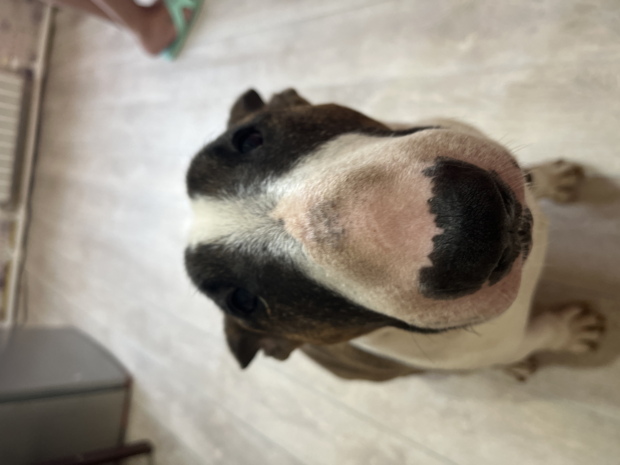 A close-up, high-angle shot features a Bull Terrier dog. The dog's large, black nose is the central focus, with its head filling most of the frame. The dog has white and brown markings on its face. The background is a light-colored, wood-look floor. The image was not taken in Chaikovsky, Russia.