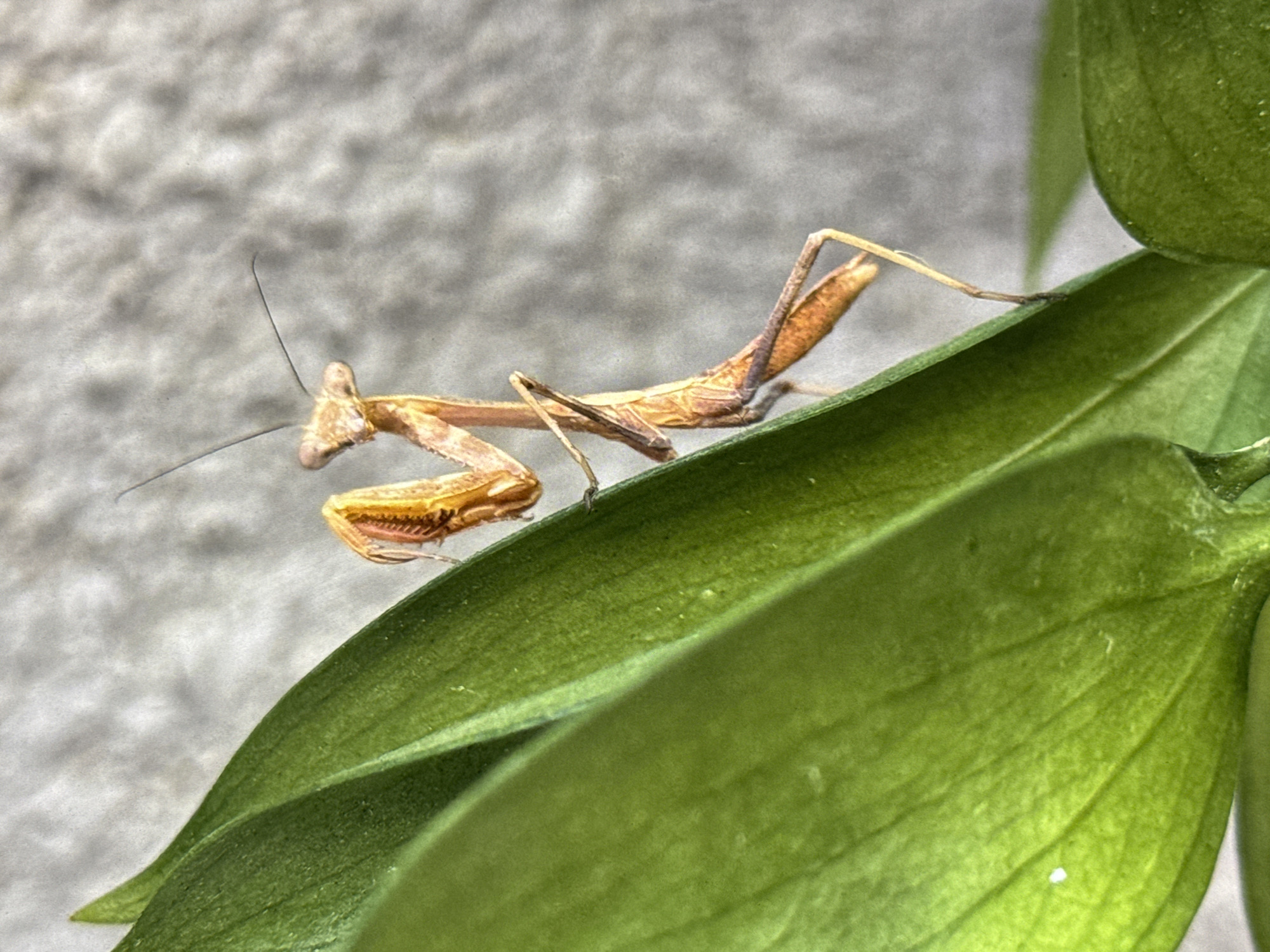 A praying mantis is perched on a bright green leaf, its slender, orange-brown body angled towards the right of the frame. The insect's forelegs are raised and folded, ready to strike. Its head is tilted, with prominent eyes and two long antennae extending forward. The background is a textured, light gray surface, possibly a wall or concrete. The lighting suggests it is outdoors, during the daytime. The image was captured in Los Angeles, United States of America.