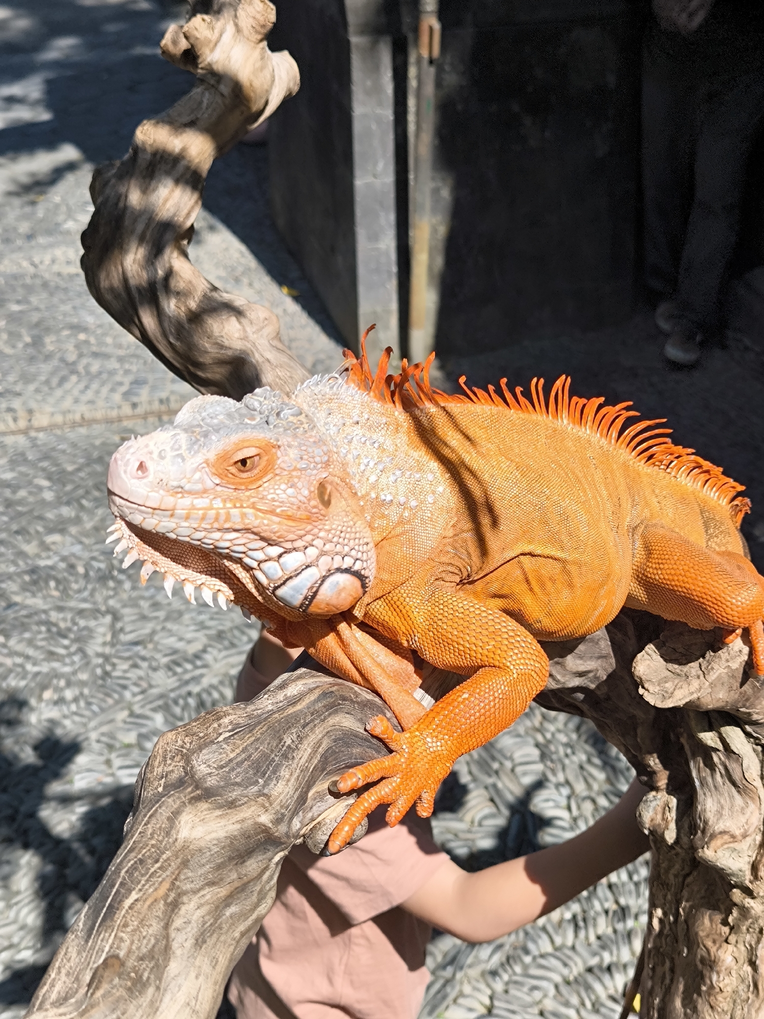 An albino iguana with bright orange scales and a spiky crest is perched on a weathered wooden branch. Its head is turned to the left, revealing its yellow eye with a black pupil and sharp teeth. The iguana's body is a vibrant orange, contrasting with its lighter, almost white head. Behind the iguana, a person wearing a light pink shirt is partially visible, their arm supporting the branch. The ground is paved with grey and white stones, and in the background, a textured grey wall with some dark vertical elements suggests a man-made structure. The scene appears to be outdoors, with sunlight casting shadows on the ground, indicating it is daytime. The location is identified as Sukawati, Indonesia.