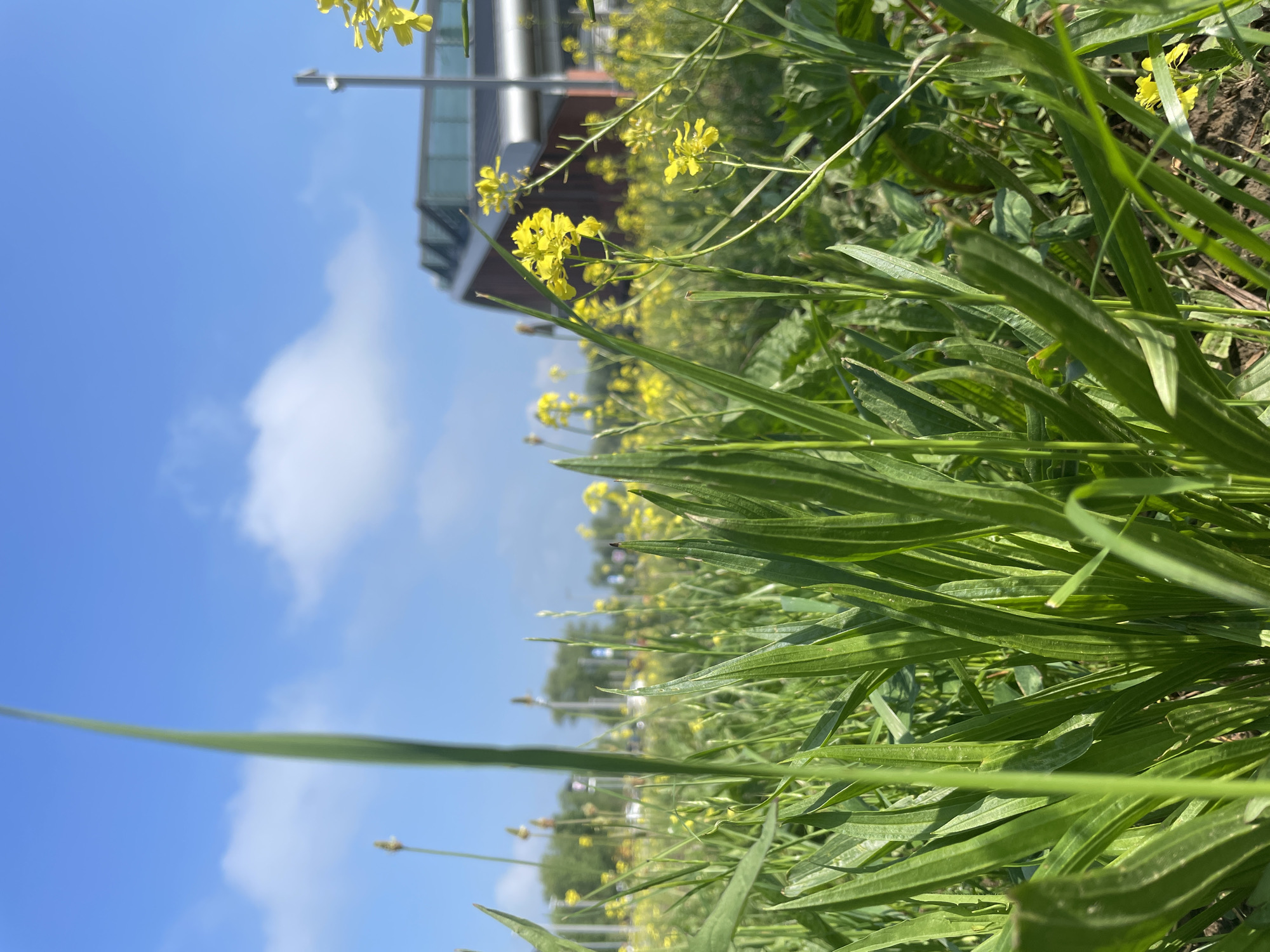 The image, when rotated to a landscape orientation, displays a vibrant outdoor scene characterized by lush greenery and bright yellow flowers under a clear blue sky. In the foreground, dense clusters of long, blade-like green leaves, possibly plantain or a type of grass, are prominent, creating a textured surface. Interspersed among these are numerous small, yellow flowers, resembling wild mustard or rapeseed, growing on slender stems.
The midground continues with more of these yellow flowers and green foliage, extending into a somewhat blurred distance. The background features a bright blue sky with a few soft, white clouds. On the left side of the background, a modern building with reflective glass windows and a prominent grey structural element is visible, suggesting an urban or suburban setting.
The lighting is bright, indicating a clear, sunny daytime, likely midday or early afternoon. The overall scene blends natural elements with man-made structures, possibly depicting a park, a wild patch of land, or a roadside area adjacent to a contemporary building. No people or specific activities are depicted, and no text is visible in the image.