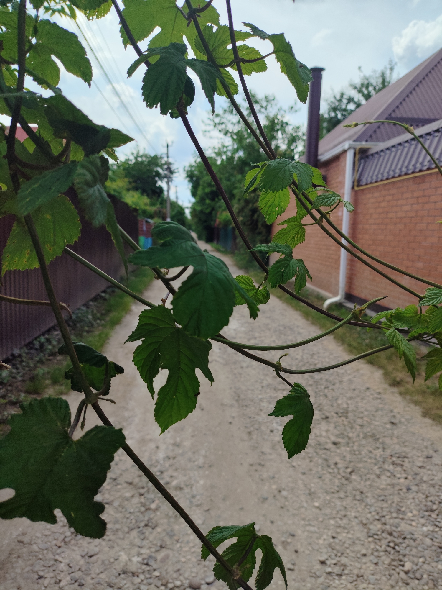 The image depicts an unpaved residential lane in Prigorodnyi, Russia, viewed through a dense arrangement of green foliage in the immediate foreground. The foreground is dominated by multiple out-of-focus dark green leaves, characterized by serrated edges and distinct lobing, attached to thin, dark brown stems, indicative of a climbing vine.
The midground features a light-colored, gravel-covered dirt path extending into the distance and narrowing due to perspective. To the left of the path, a dark brown corrugated metal fence runs parallel to the lane. To the right, a segment of a brick house is visible, topped with a brown corrugated metal roof. A white downspout is affixed to the brick wall, and a yellow utility pipe runs horizontally along the lower portion of the wall. A dark brown chimney pipe extends vertically from the right side of the roofline.
In the background, the path continues, bordered by additional fences and dense green trees and bushes. Utility poles with overhead wires are faintly discernible in the far distance against a partly cloudy sky. The sky is largely covered by white clouds, indicating an overcast or partly cloudy daytime setting. No individuals or specific human activities are observable in the scene.