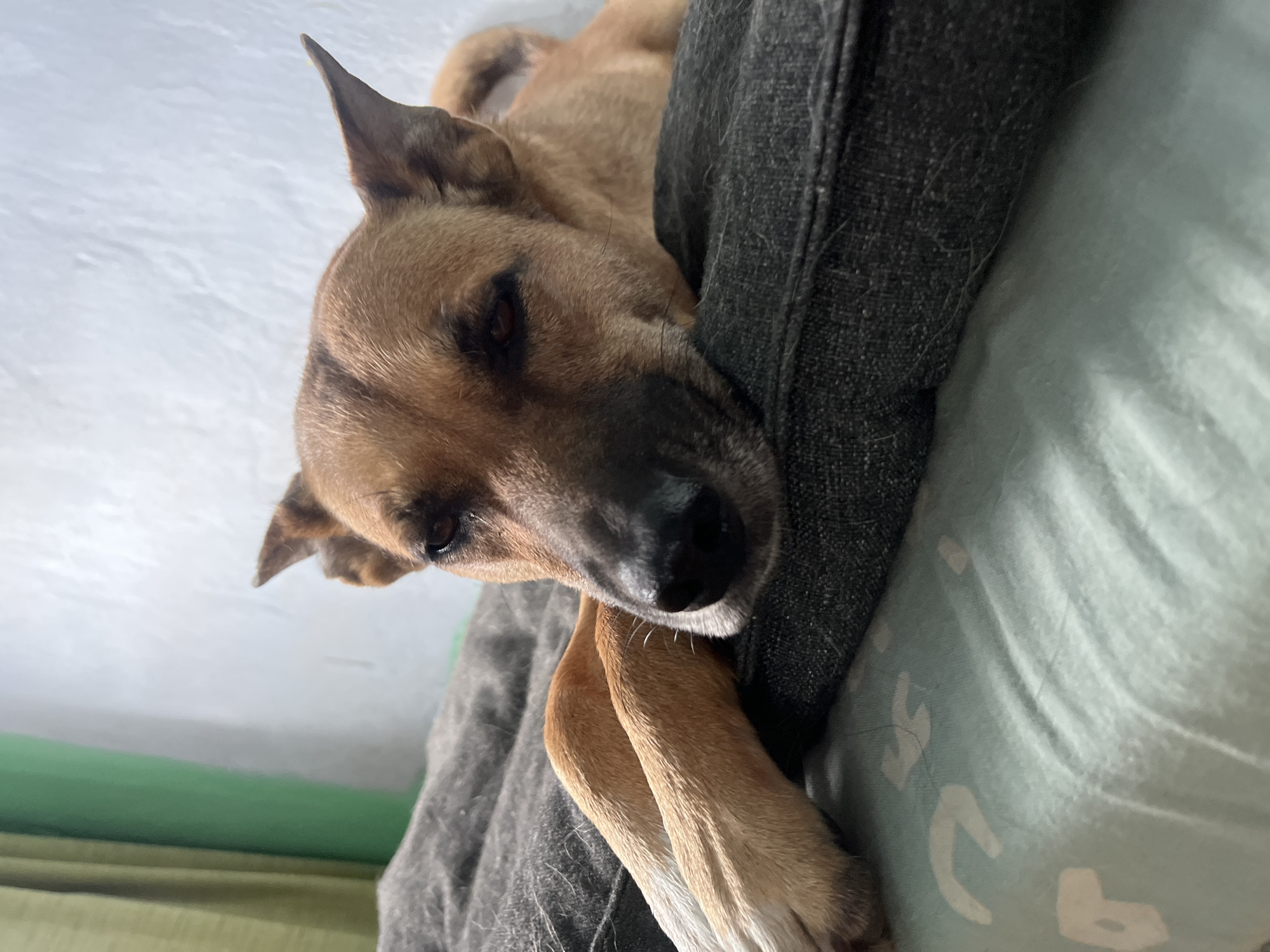A medium-sized brown dog is lying on its side on a bed, with its head resting on a dark gray pillow. The dog's eyes are partially closed, and its front paws are crossed in front of its face. The bed has a light green patterned sheet underneath the pillow. In the background, there is a white wall and a green curtain. The scene appears to be indoors, likely in a bedroom. There is no indication of the location being in Nizhny Tagil, Russia.