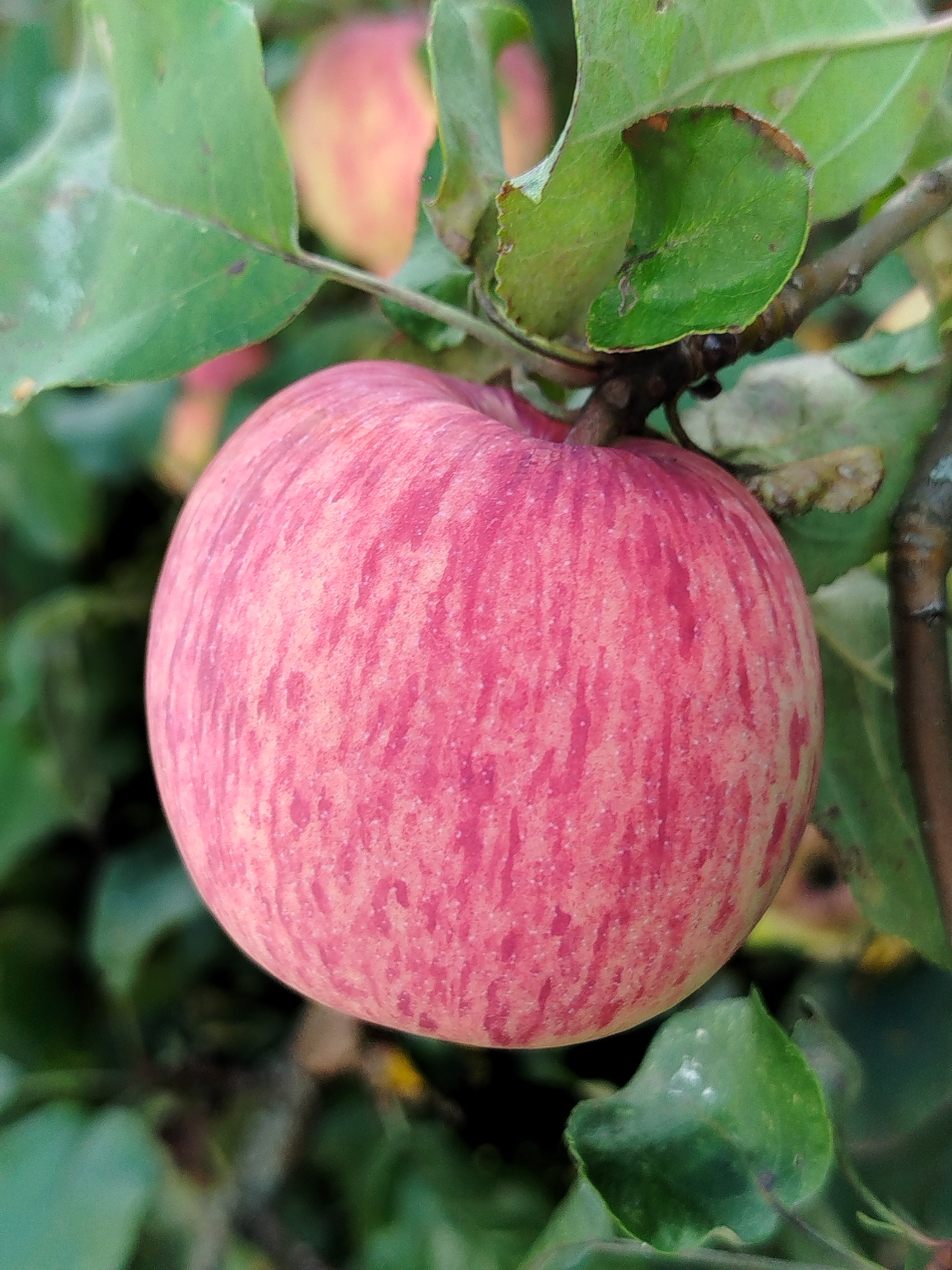 A close-up shot focuses on a single, ripe apple hanging from a branch. The apple is round with a predominantly red blush, streaked with lighter pink and yellow hues. Its skin appears smooth and slightly waxy. Green leaves, some with browning edges, surround the apple, partially obscuring the background which consists of more out-of-focus foliage and other apples. The lighting suggests an outdoor setting, likely in an orchard, with the sun casting subtle highlights on the apple's surface. The image is taken from a slightly low angle, emphasizing the apple as the central subject.