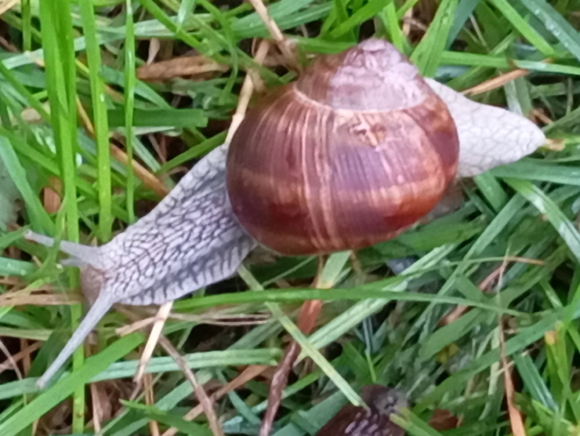 The image shows a close-up view of a snail moving through green grass. The snail's shell is visible, and it is a reddish-brown color with spiral markings. The snail's body is a lighter gray color and appears to be patterned with small dots. The grass is a vibrant green and appears to be wet, with some blades of grass bent over. There are also some dried leaves or stems visible in the grass. The background is blurred, suggesting a shallow depth of field. The location is identified as Mołowiste, Poland, which is a town in northeastern Poland.