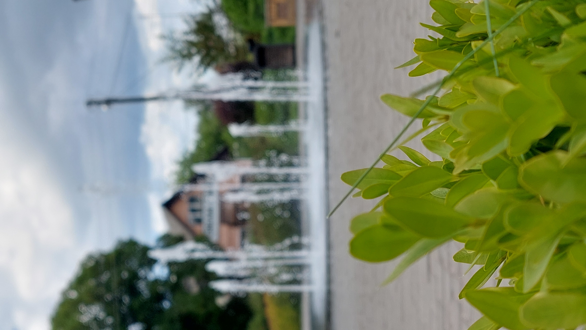 The image captures a vibrant outdoor scene during the daytime, characterized by a shallow depth of field that highlights foreground elements while blurring the background. The photo appears to have been taken in portrait orientation and is currently rotated 90 degrees clockwise.
In the right foreground, a lush, dense cluster of small, bright green leaves from a plant or shrub dominates the frame. The individual leaves are sharply in focus, showcasing their vivid color and texture. Thin, dark lines, possibly support wires or plant stems, are visible crisscrossing through the foliage.
To the left of the prominent green plant, a water fountain is actively spraying multiple vertical jets of water upwards. The water jets appear white and slightly blurred, conveying movement and adding a dynamic element to the scene. A light-colored paved surface, likely a pathway or plaza, extends from the midground towards the bottom right of the frame, underneath the plant.
The background is softly blurred, indicating a significant distance from the camera's focal point. Against an overcast sky with varying shades of light blue and white clouds, faint outlines of buildings are visible, including what appears to be a house with a reddish-brown roof. Scattered green trees and other indistinct greenery are also present in the background, further suggesting a park, garden, or urban green space. A slender, dark pole or structure can be faintly seen extending upwards towards the sky on the far left.
There are no people or discernible text visible in the image. The overall impression is one of peaceful natural beauty intertwined with urban or suburban elements.