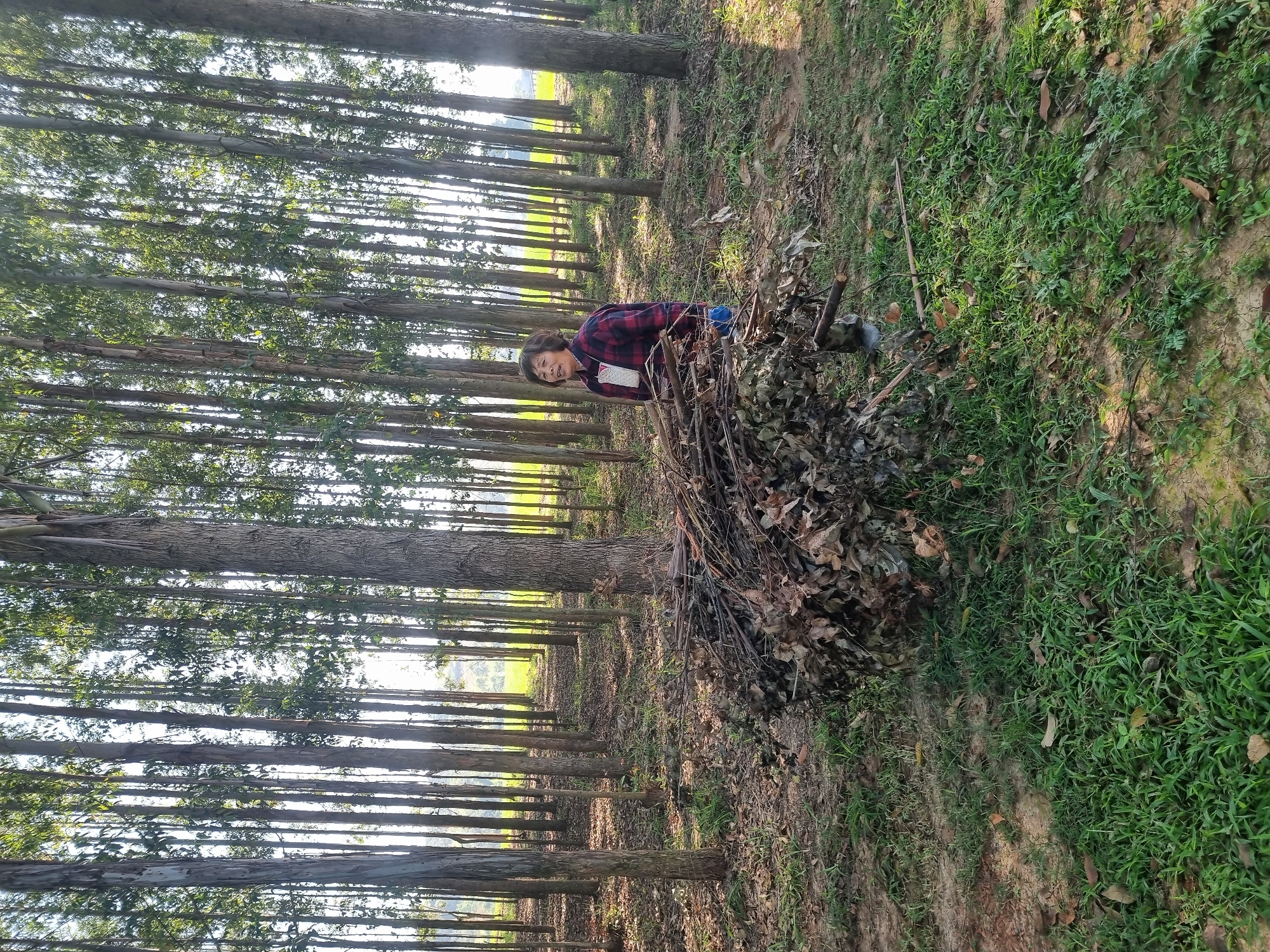 An elderly Asian woman stands in a eucalyptus forest. She is wearing a red and black plaid shirt, blue pants, and white socks. She has short, dark hair and is looking to her left, with her mouth slightly open. In front of her is a large pile of dried leaves and branches. To her right, an ax is stuck in a log, with a shovel leaning against it. The ground is covered in grass, leaves, and dirt. The forest is dense with tall, slender eucalyptus trees, their trunks a pale gray. Sunlight filters through the leaves, creating dappled shadows on the forest floor. In the background, a field of bright green crops can be seen. The overall impression is one of rural labor and a connection to nature. The image was taken in Laranjal Paulista, Brazil.