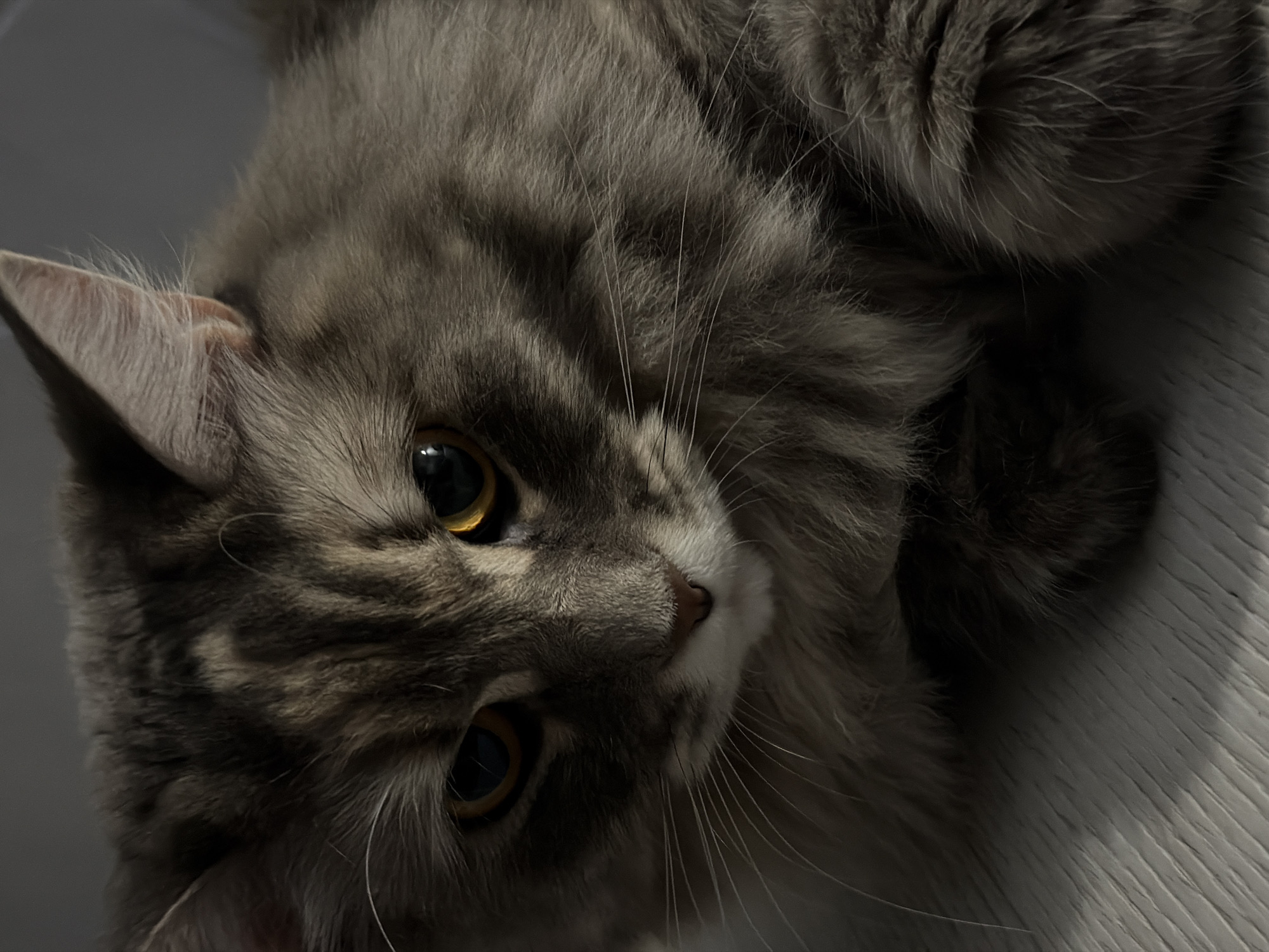 This is a close-up, overhead shot of a gray tabby cat. The cat is lying on its back, exposing its belly, and its head is tilted to the side, looking directly at the camera. The cat's fur is long and fluffy, with dark gray tabby markings. Its eyes are large and golden, and its whiskers are long and white. The background is a soft gray, with a textured white surface visible in the bottom right corner, possibly a rug or blanket. The lighting is dim, creating shadows that accentuate the cat's features. The overall impression is one of calm and curiosity. No text is visible in the image. The context of Izhevsk, Russia, is not visually represented in the image itself.