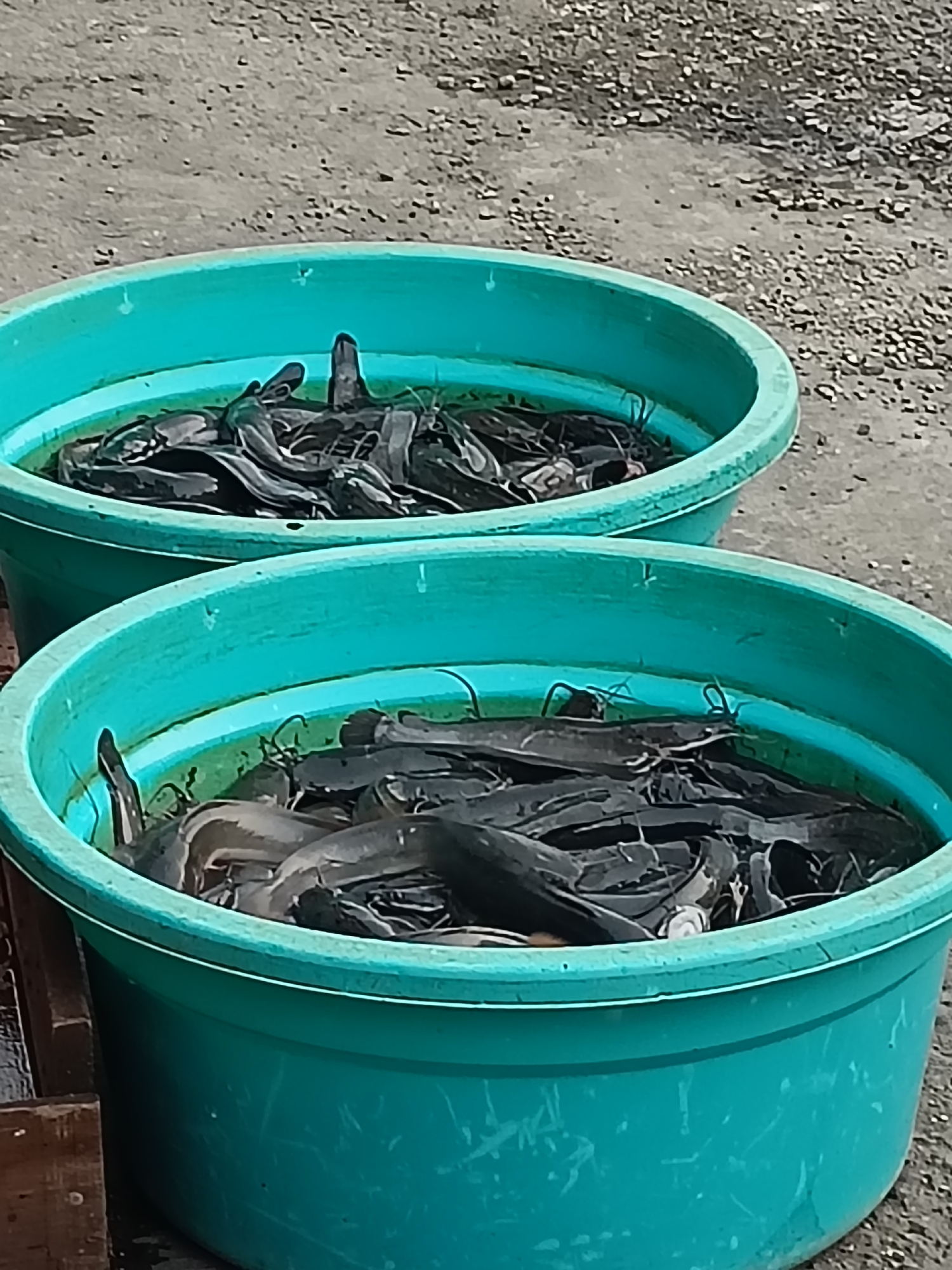 Two large, turquoise-colored plastic tubs are filled with numerous catfish. The tubs are situated on a ground covered with small stones and dirt. The catfish are dark in color and appear to be packed tightly together within each tub. The tubs are positioned side-by-side, with the tub in the foreground slightly larger and closer to the viewer. This scene likely depicts a fish market or a fish farm in Kediri City, Indonesia, where catfish are being stored or sold.