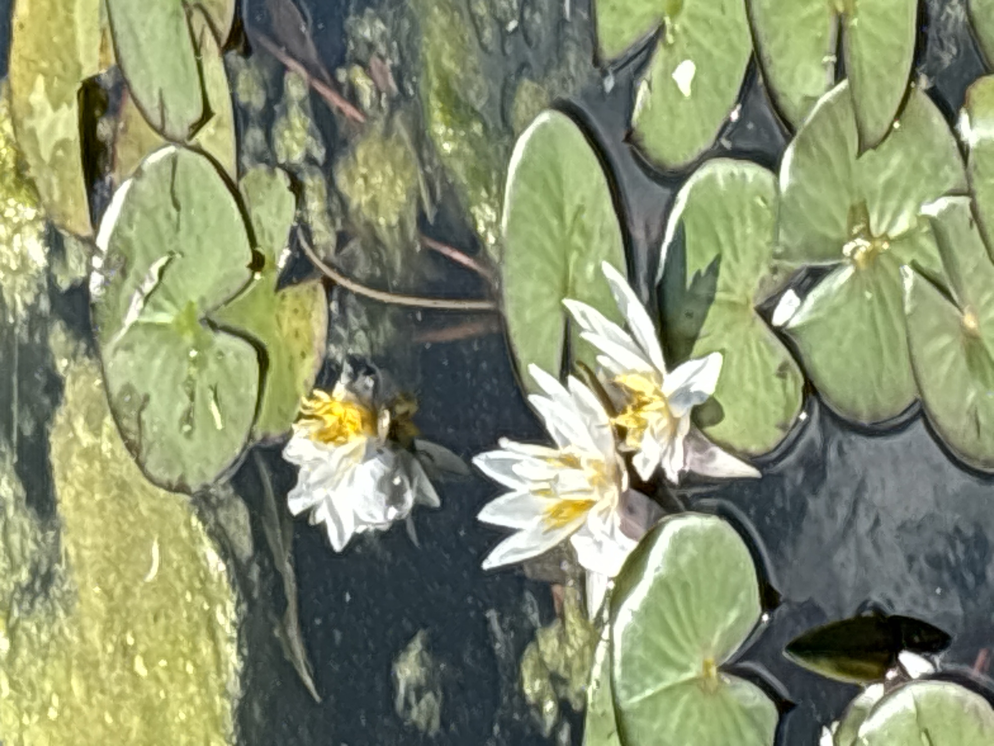 A high-angle, close-up shot captures several white water lilies with yellow centers floating on dark water, surrounded by large, green lily pads. Some lily pads are partially covered in a thin layer of bright green algae. The overall scene is calm and natural, typical of a pond or still body of water. The image does not contain any people or explicit indications of a specific location within the city of Искра Снт (чашниково), Russia, but the presence of water lilies suggests a natural or landscaped aquatic environment.