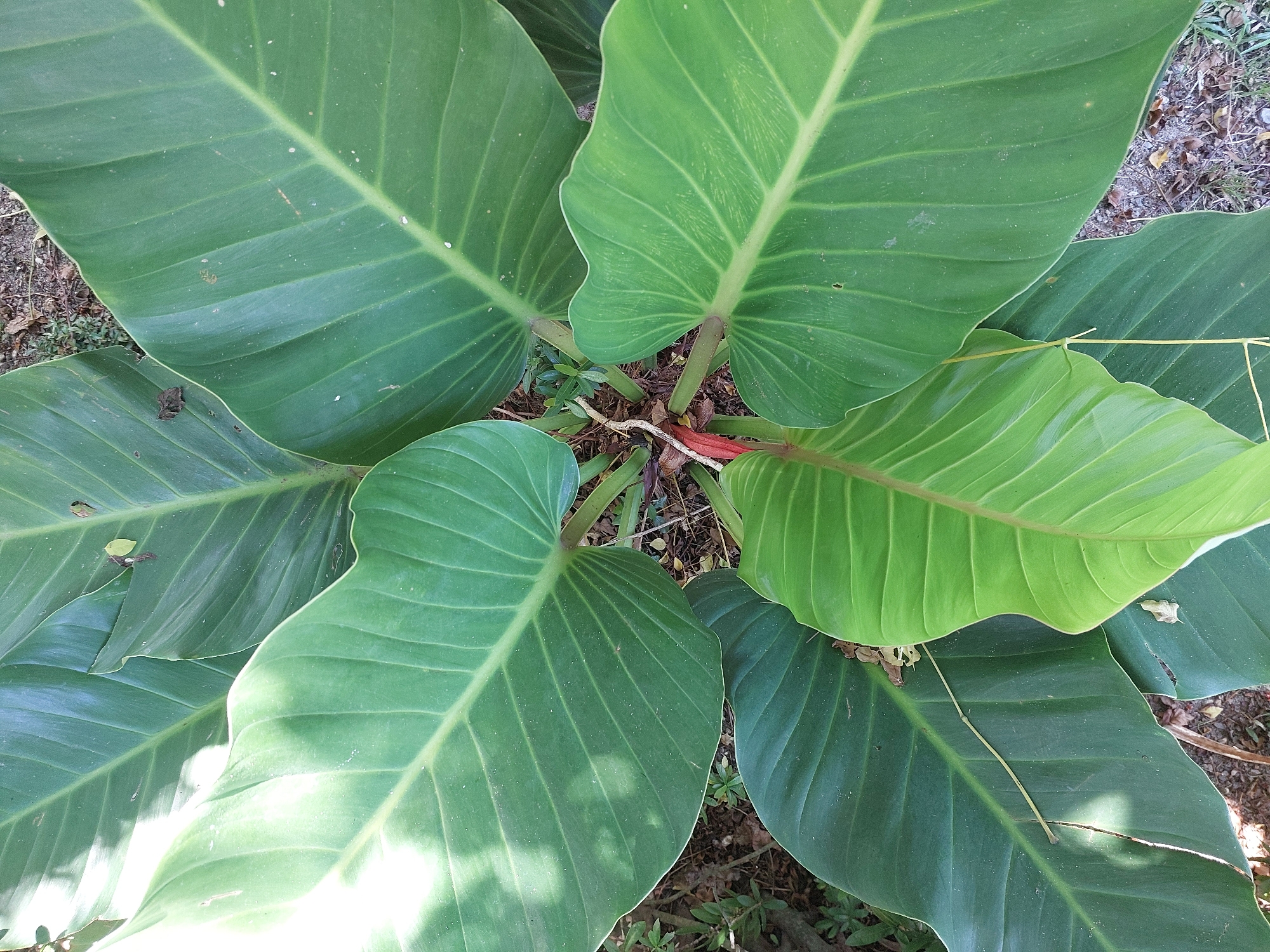 A top-down, eye-level shot captures a cluster of large, lush green philodendron leaves. The leaves are broad and ovate with prominent parallel veins running from the stem to the wavy edges. Some leaves are a deeper, darker green, while others are a brighter, more vibrant green, indicating varying stages of growth. The leaves overlap and fan out from a central point, creating a dense, foliage-filled composition. The background consists of dry soil, scattered brown leaves, and a few small, sparse green plants. The lighting suggests a sunny day, with some bright highlights on the leaves and dappled shadows. This image was taken in Baan Mae Nam, Thailand.