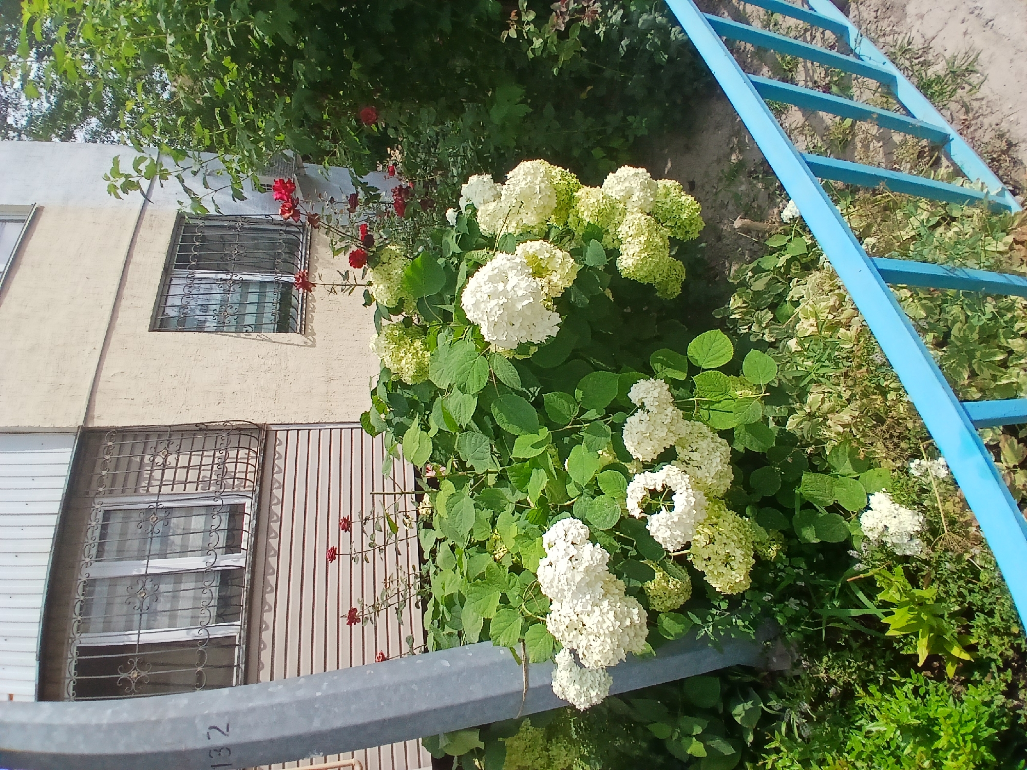 The image shows a residential building in Almaty, Kazakhstan, with a close-up view of a garden in front of it. The building has light-colored walls, with a section of beige siding visible on the lower part of the facade. Two windows are visible on the building, both covered with decorative metal grilles. The building also has a balcony with similar metalwork. In the foreground, a lush garden is in bloom. A large bush of white hydrangeas dominates the scene, with its large, spherical flower clusters. Red roses are also visible, blooming on tall stems behind the hydrangeas. The garden also features various green foliage and some dry, brown vegetation. A gray metal pole with the number "132" visible on it stands to the left of the hydrangeas. A bright blue metal fence runs along the bottom right of the image, separating the garden from what appears to be a sandy path or ground. The scene is bathed in natural daylight, suggesting it was taken outdoors during the day.