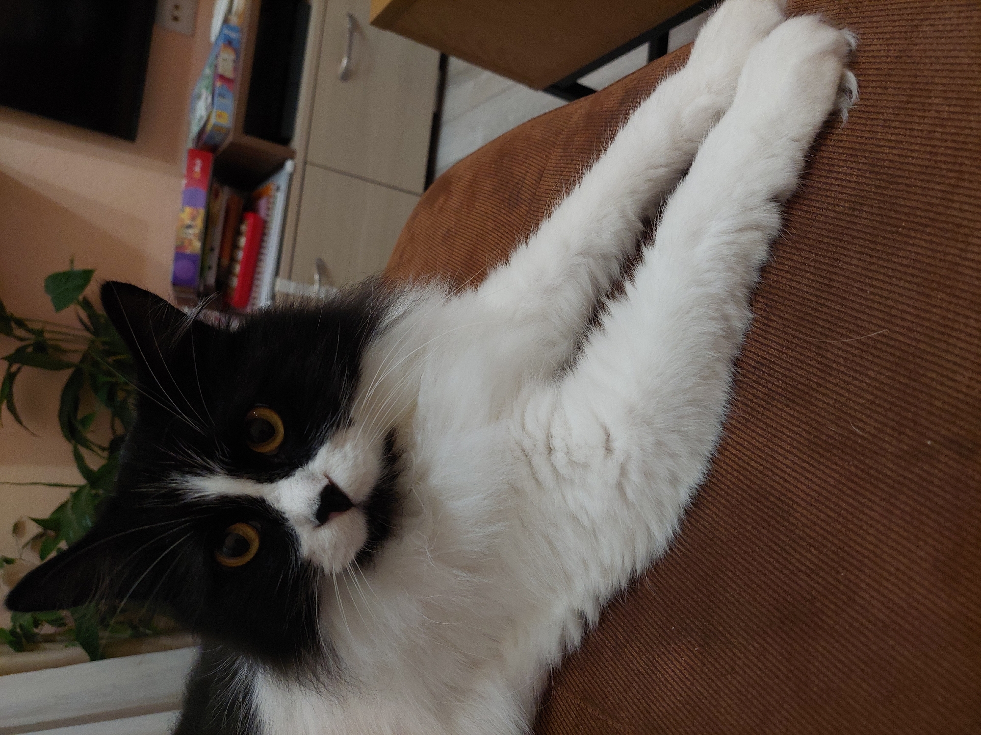 A black and white cat with yellow eyes is lying on a brown textured surface, possibly a couch. The cat is positioned so its head is in the lower left corner of the frame and its white paws are stretched out across the upper right. A bookcase with books and a cabinet are visible in the background. The location is not determinable from the image.