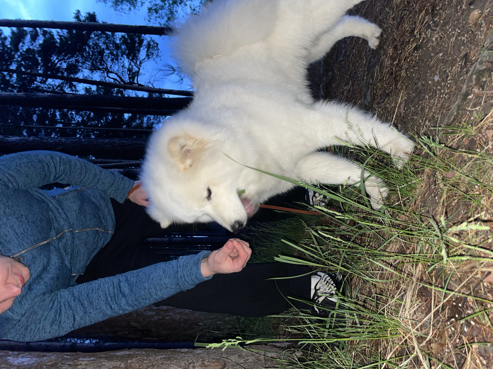 A medium-shot photograph depicts a person interacting with a white Samoyed dog in an outdoor setting. The person, wearing a blue zippered sweatshirt and dark pants, is seated. They extend their hand towards the dog's mouth. The dog, positioned in the upper portion of the frame, appears to be reaching for something in the person's hand. The ground is covered with grass and scattered debris. In the background, there are trees under a blue sky. The location is unknown.