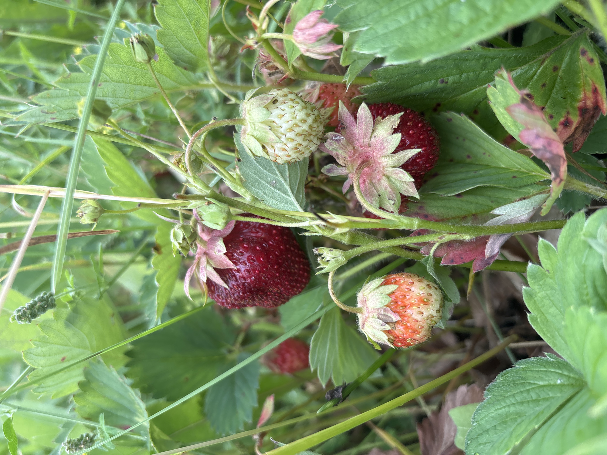 A close-up, eye-level shot captures a patch of wild strawberries growing in a natural environment, possibly in Bobrovka, Russia, given the context. Several strawberries are visible, ranging in ripeness. One large, ripe strawberry, a deep red hue, is prominent in the upper center, its surface dotted with seeds. To its left, another ripe strawberry is partially obscured by leaves. Below and to the left, a partially ripe strawberry shows a transition from white to red. In the lower right, another ripe strawberry is visible, with its green sepals forming a star shape around the red fruit. Above it, a small, pale green, unripe strawberry hangs. The plants are surrounded by lush green foliage, with some leaves showing signs of spotting and a pinkish tint, suggesting either disease or natural coloration. Blades of grass and thin stalks weave through the scene, adding to the wild, uncultivated appearance. The lighting is soft, indicating an overcast day or the shade of larger plants. No people or animals are present.