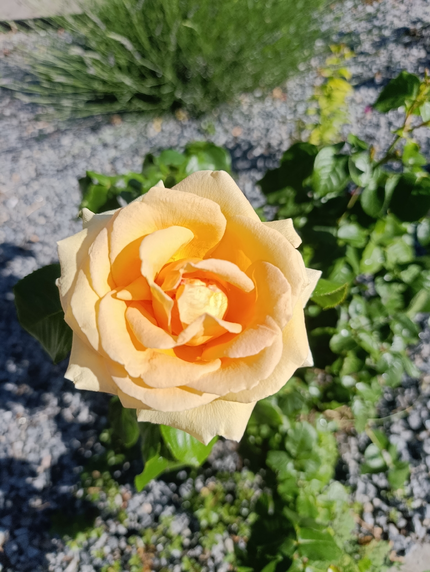 A single, fully bloomed, light yellow rose with delicate petals is the central subject of this close-up photograph. The rose is positioned in the lower center of the frame, facing slightly to the left. Its petals are softly unfurling, revealing a darker, golden-yellow center. The rose is surrounded by lush green foliage and a textured ground composed of small, light gray pebbles. In the background, out of focus, a blurred patch of green vegetation suggests a garden setting. The lighting is bright, casting subtle shadows on the rose petals and highlighting their velvety texture. The photograph was taken outdoors, likely in a garden or park area in Doslidne, Ukraine, on a sunny day.