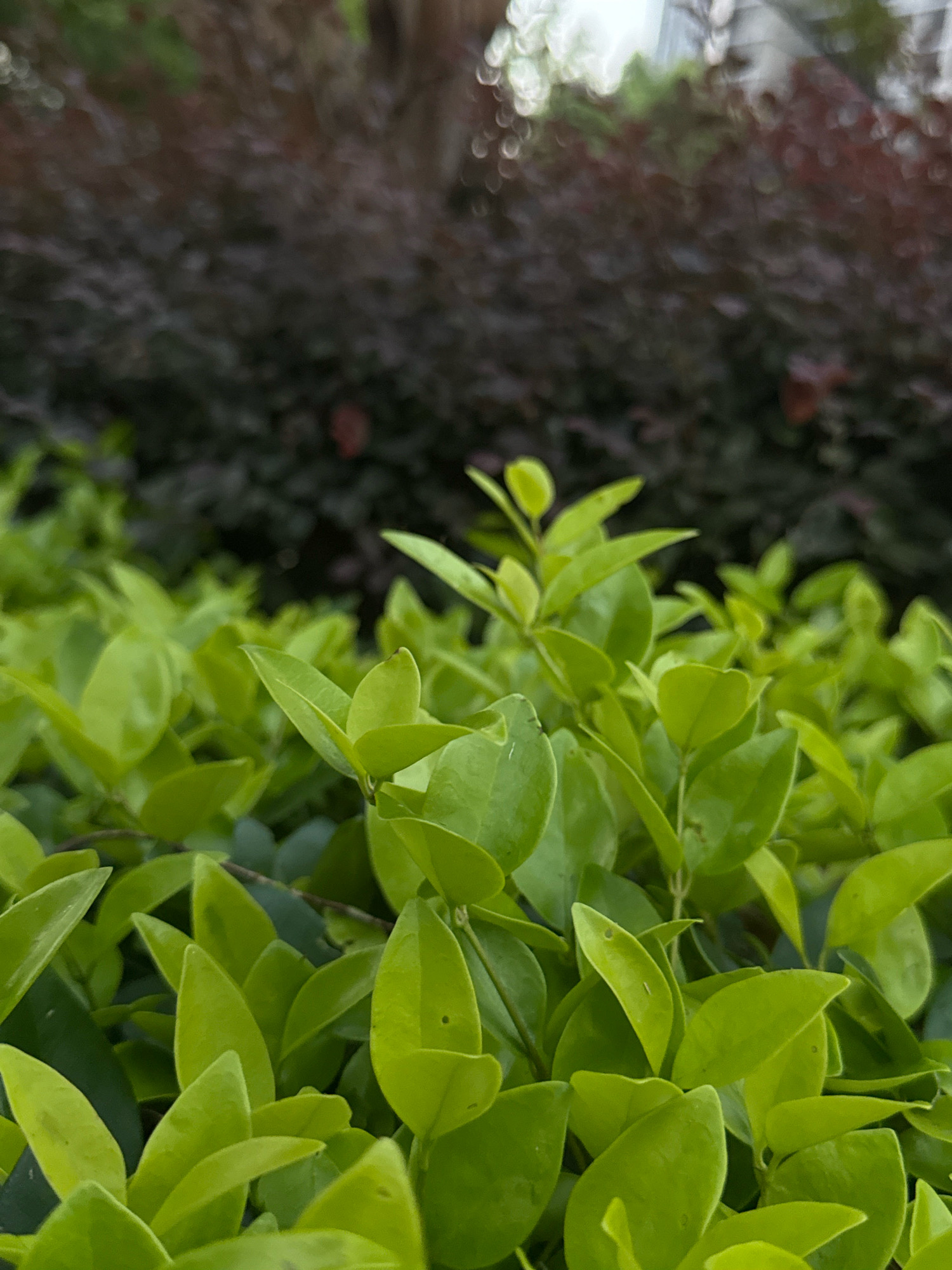 A close-up, low-angle shot focuses on a vibrant green bush in Yiwu, China. The bush's leaves are lush and well-defined, creating a soft texture in the foreground. Behind the green bush, a darker, out-of-focus layer of foliage is visible, with hints of reddish-brown and scattered bokeh lights in the upper background, suggesting an urban outdoor setting. The lighting appears soft and natural, possibly overcast or late afternoon. No people, animals, or man-made structures are clearly identifiable in the scene. The image is static and captures a natural element within the city.