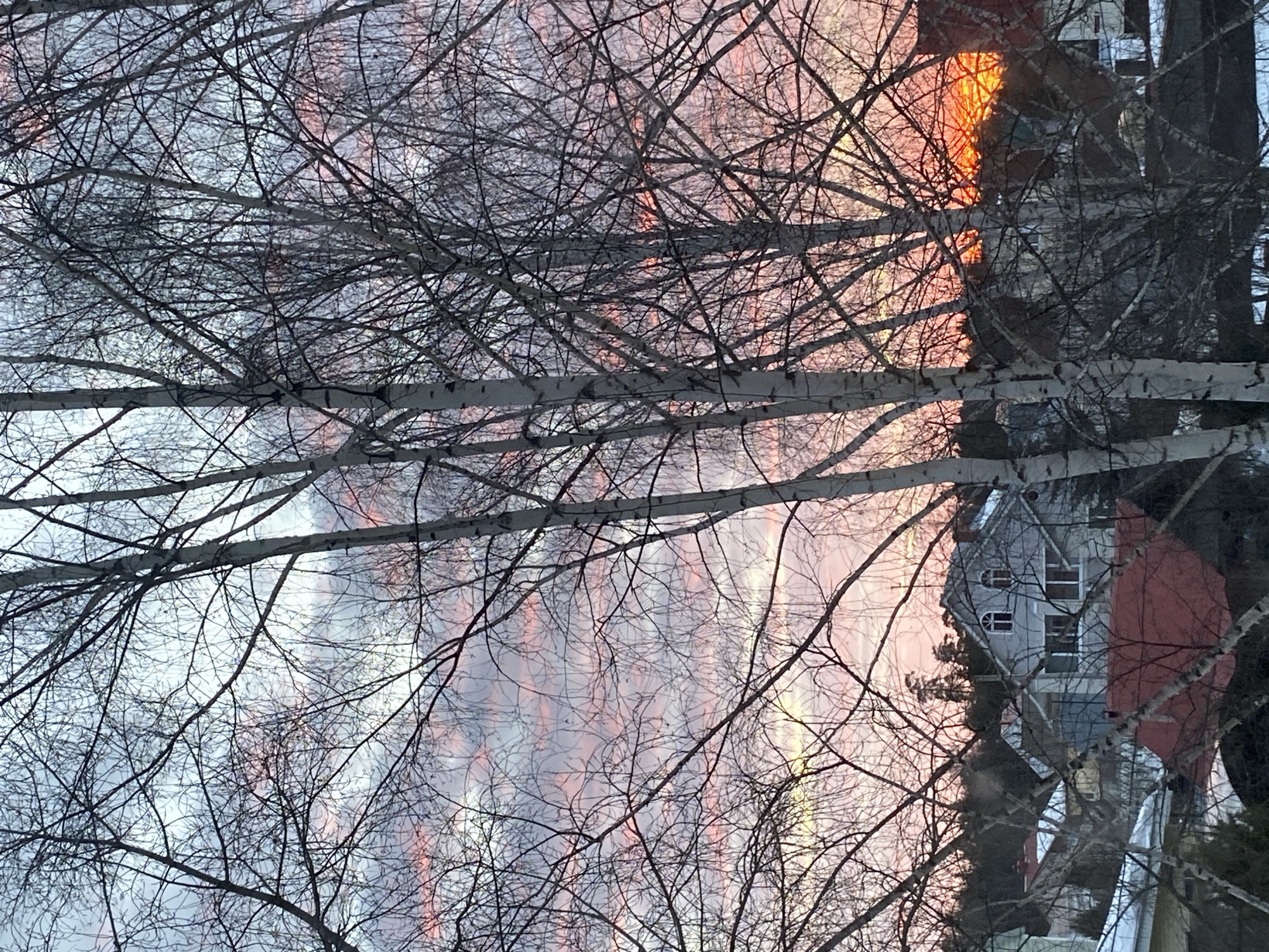 The image depicts a residential scene in Noviy, Russia, during a sunrise or sunset, viewed through the bare branches of multiple deciduous trees. The sky displays a color gradient, transitioning from pale blue and grey overhead to vibrant pink, orange, and deep red hues concentrated towards the lower right horizon. Prominent foreground elements include the light-barked trunks and intricate, leafless branches of several birch trees, which create a dark silhouette against the illuminated sky. In the mid-ground, a cluster of residential houses is visible. A central two-story, light-toned house with a gabled roof features two arched windows on its upper floor. Other houses, including one with a red-orange roof, are partially obscured by vegetation. Patches of snow are discernible on some rooftops, suggesting cold weather. A dense forest line of evergreen trees forms the distant background. No individuals or active interactions are observed.