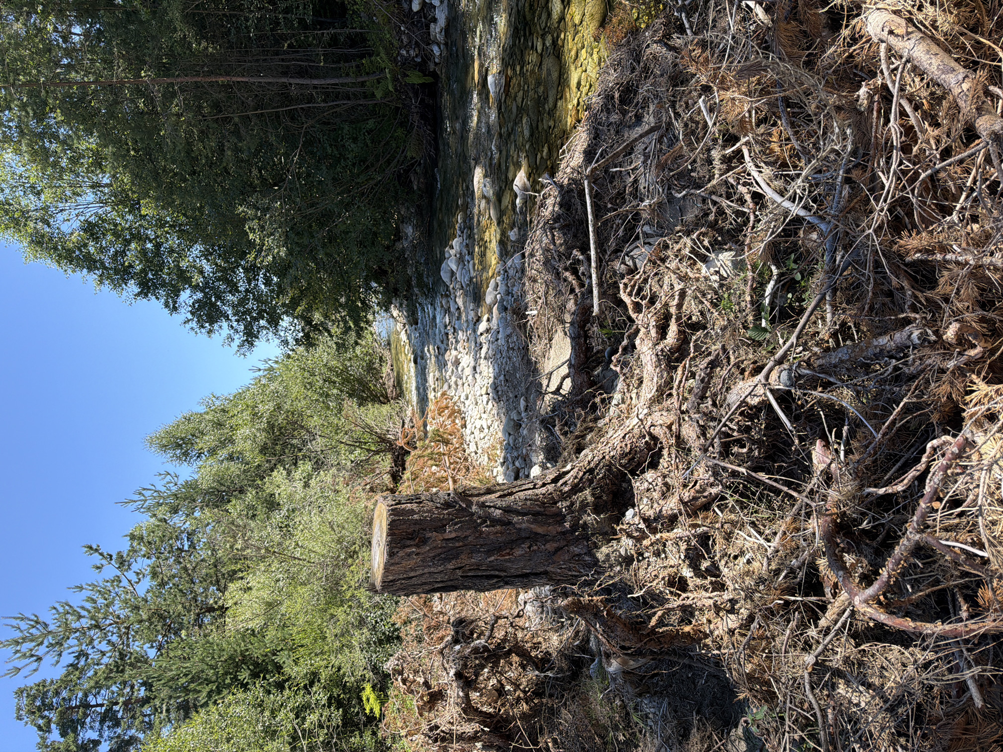 This image depicts a close-up view of a tree stump with exposed, tangled roots in the foreground. Behind the stump, a shallow, rocky river flows, bordered by lush green trees and undergrowth. The sky above is a clear, bright blue, suggesting a sunny day. The scene appears to be in a natural, wooded environment, likely in the vicinity of Govedartsi, Bulgaria, given the description. There are no people or actions visible in the image.