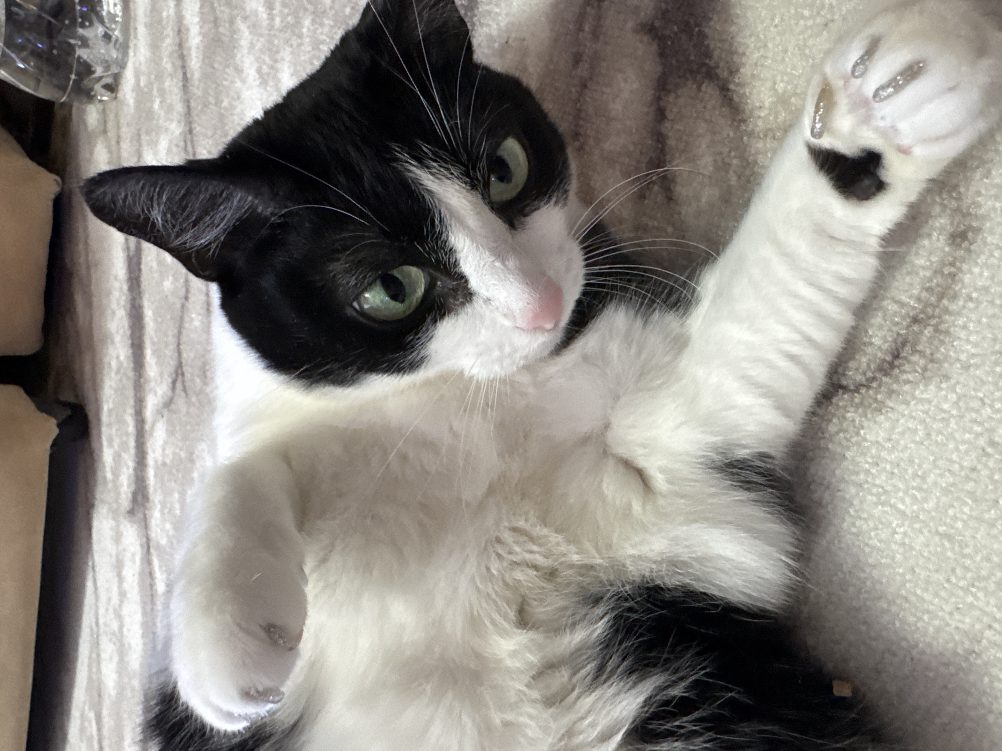 A black and white cat is lying on its back on a gray textured surface, likely a rug or blanket. The cat's head is angled towards the upper left, and it is looking at the camera with green eyes. One paw is raised. The environment appears to be indoors. There's no indication of the location in Chaikovsky, Russia.